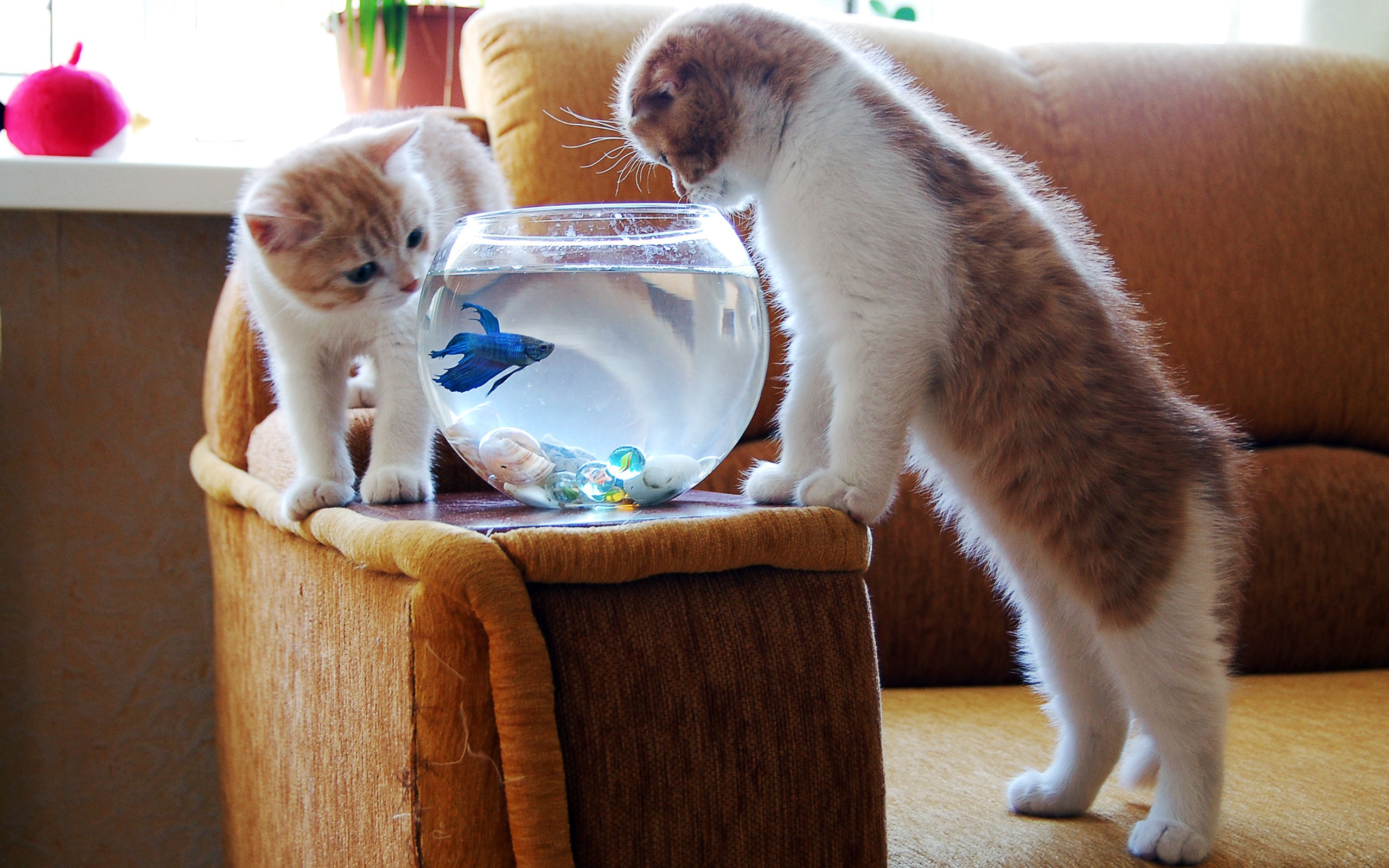 Baixe gratuitamente a imagem Animais, Gatos, Gato na área de trabalho do seu PC