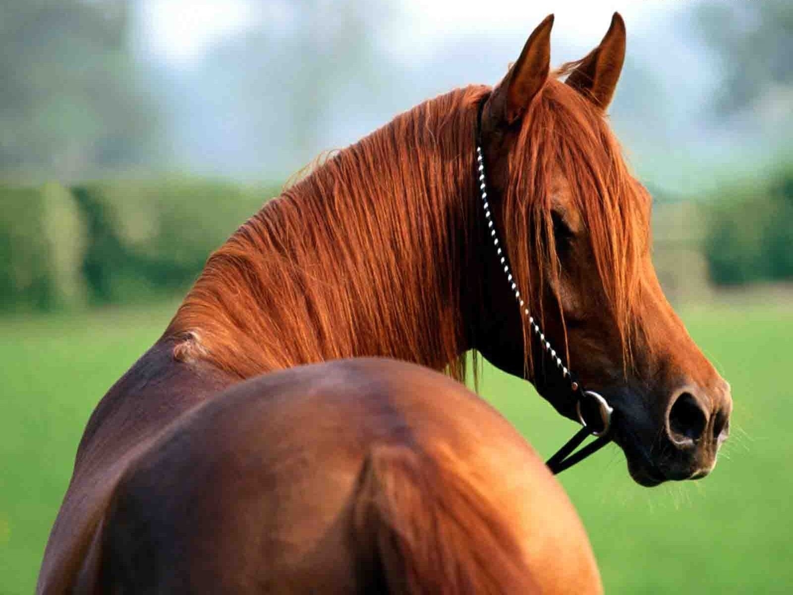 9130 descargar imagen caballos, animales: fondos de pantalla y protectores de pantalla gratis