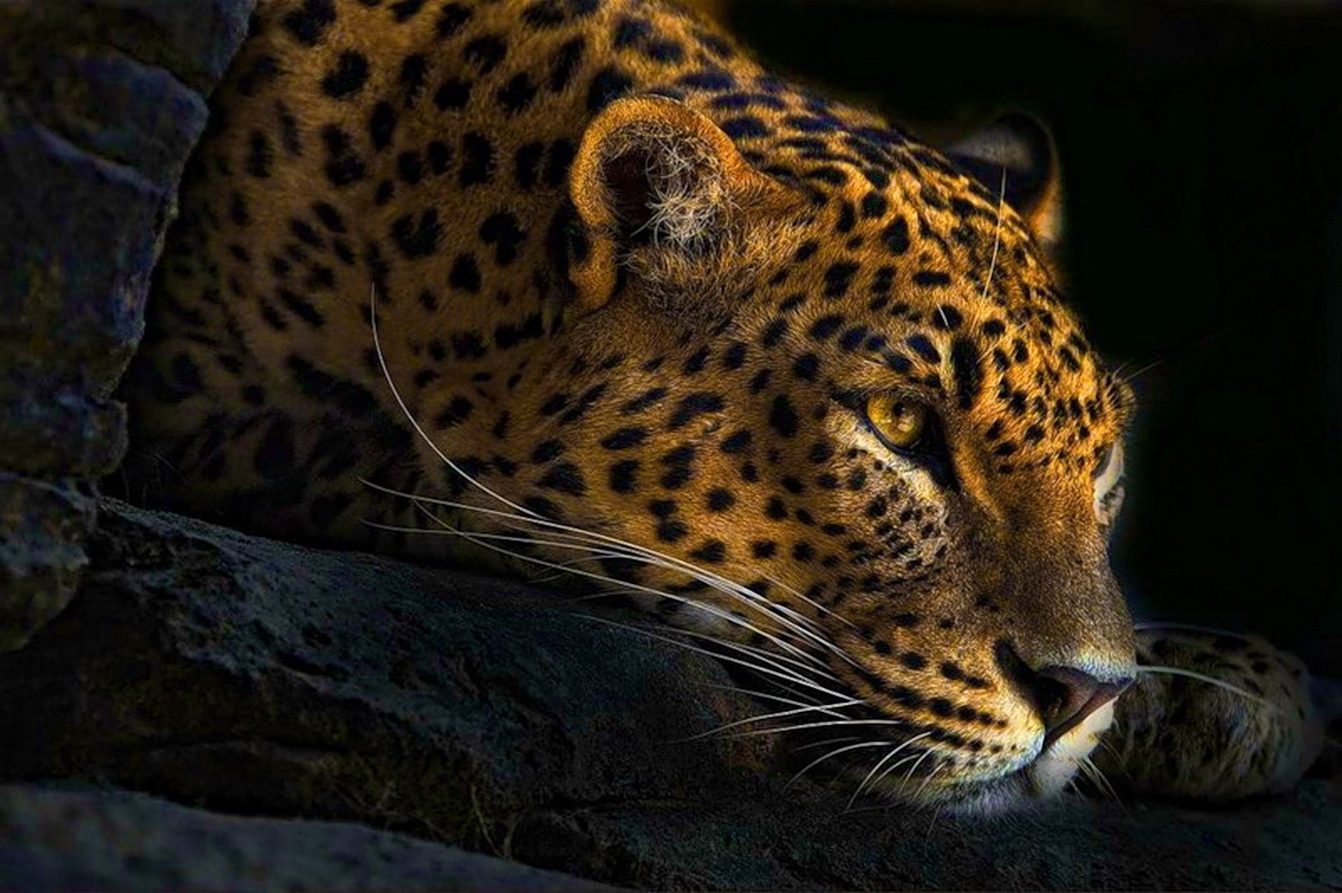248692 descargar fondo de pantalla animales, leopardo, gatos: protectores de pantalla e imágenes gratis
