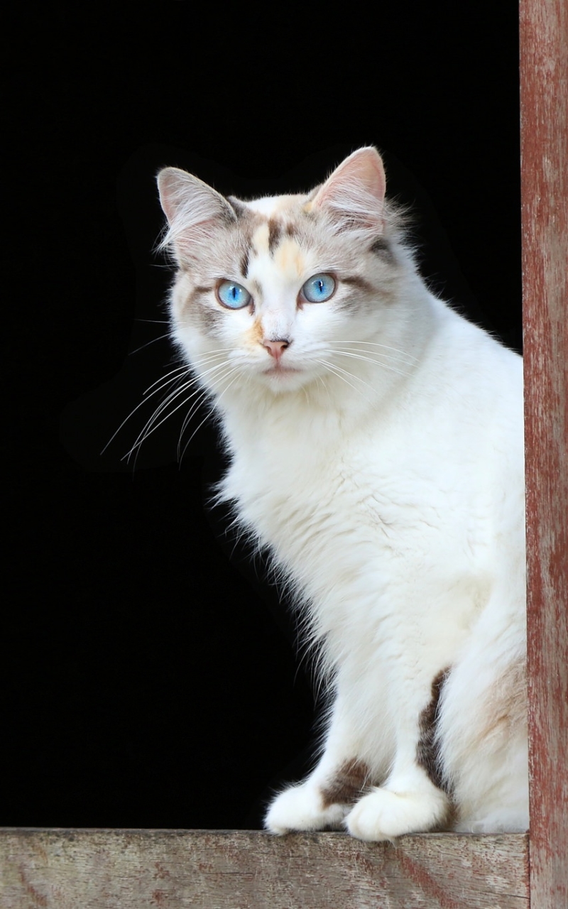 Handy-Wallpaper Tiere, Katzen, Katze, Blaue Augen kostenlos herunterladen.