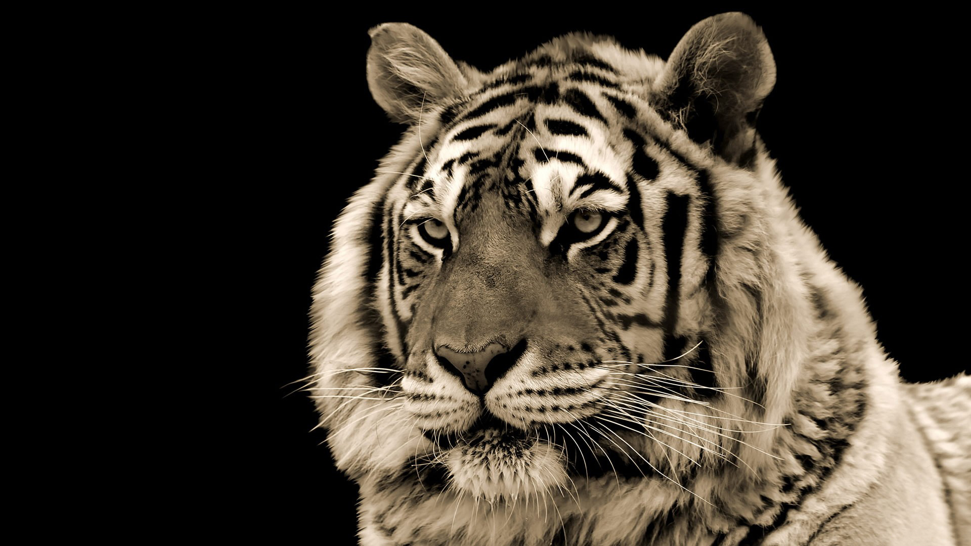 Descarga gratuita de fondo de pantalla para móvil de Tigre Blanco, Gatos, Animales.