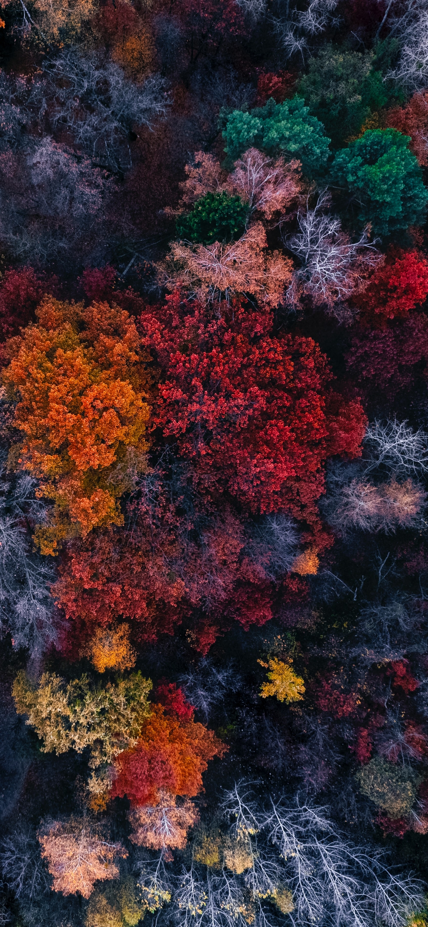 Baixar papel de parede para celular de Floresta, Fotografia, Aéreo gratuito.