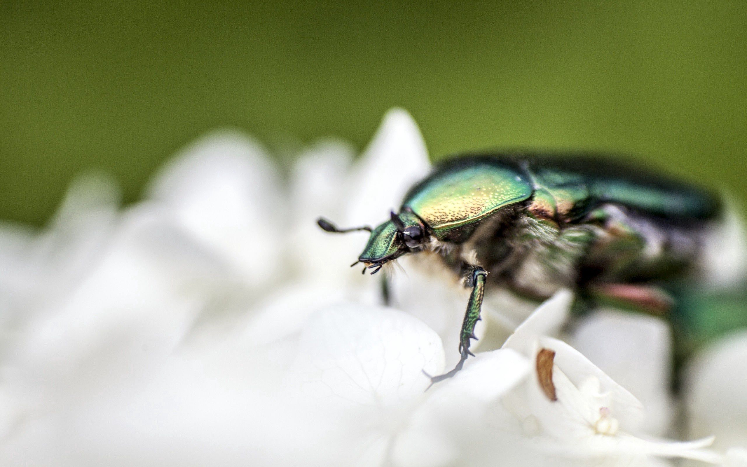 Free download wallpaper Macro, Petals, Bug, Beetle, Flower on your PC desktop