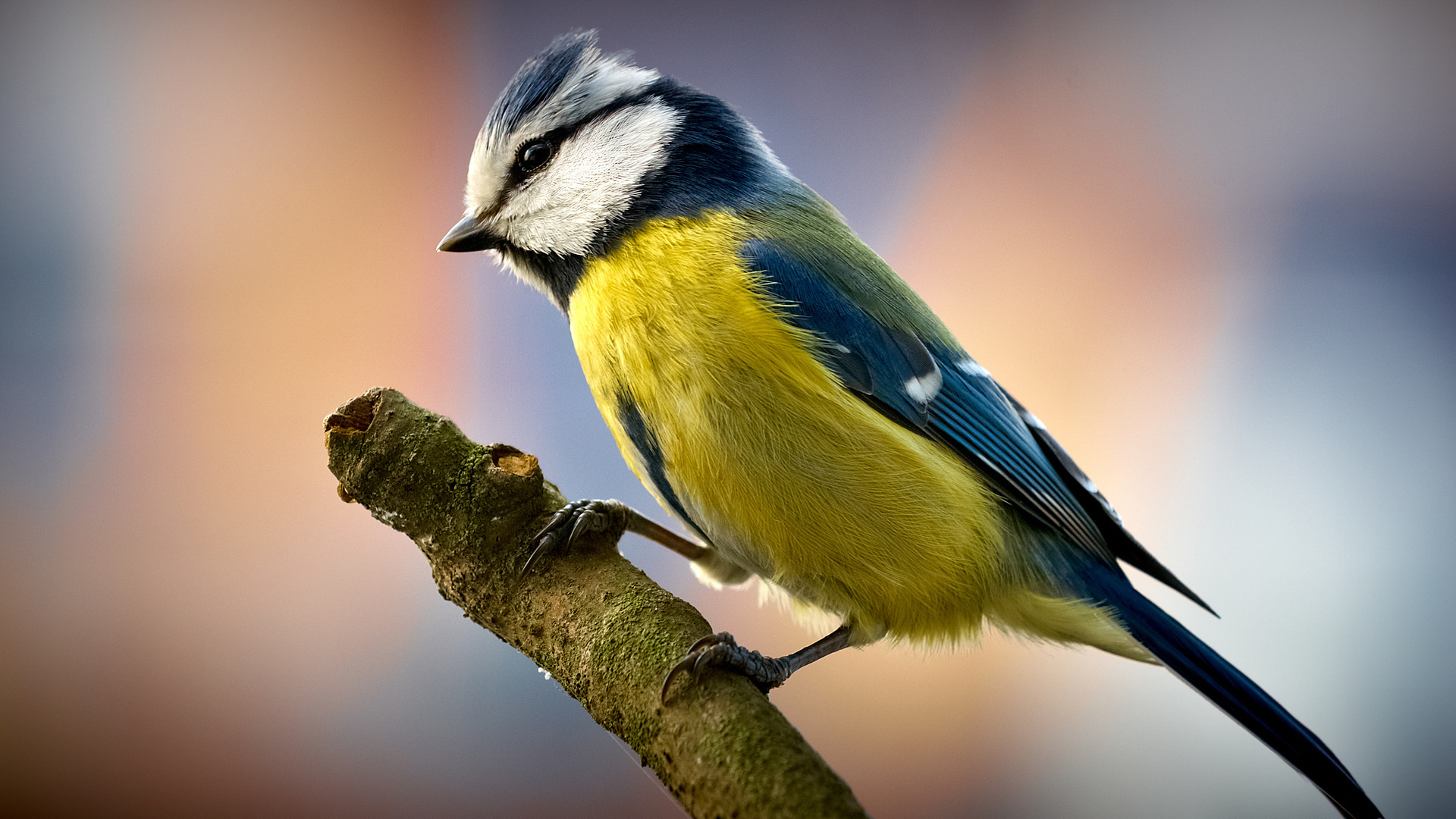 Birds Desktop Background Image