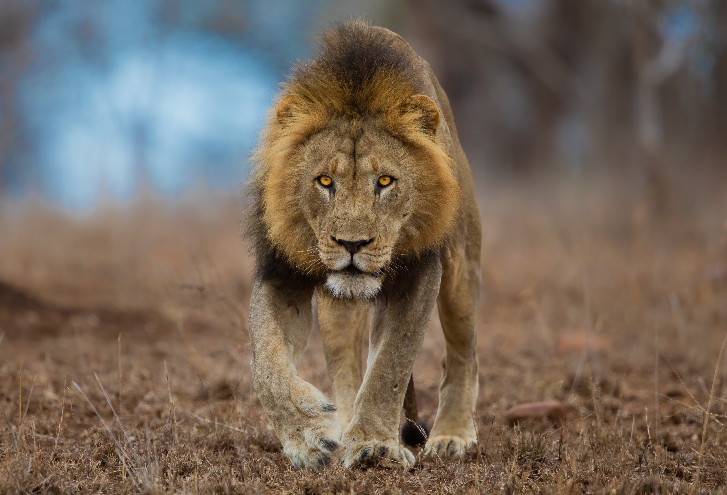 Téléchargez gratuitement l'image Animaux, Chats, Lion sur le bureau de votre PC