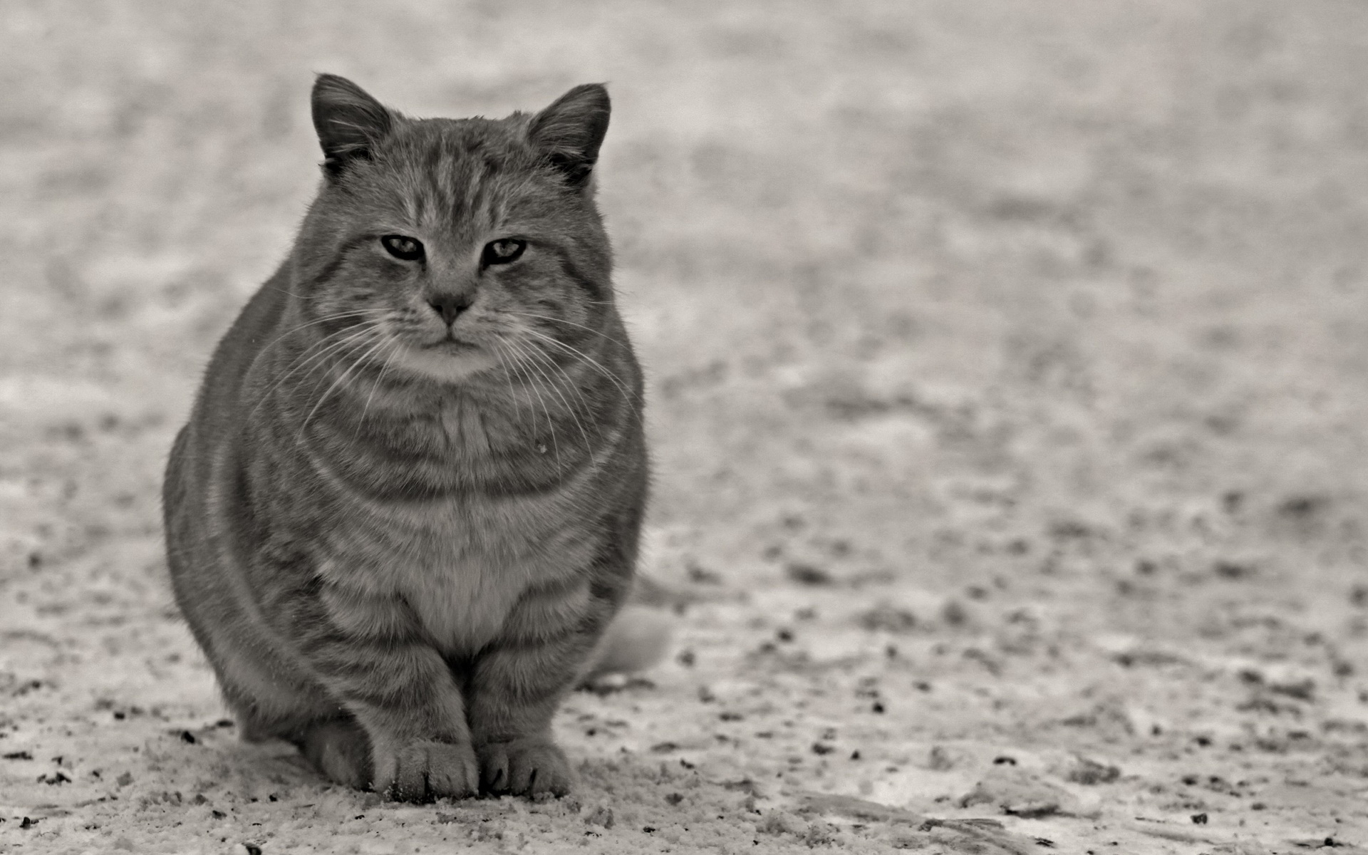 Handy-Wallpaper Tiere, Katze kostenlos herunterladen.