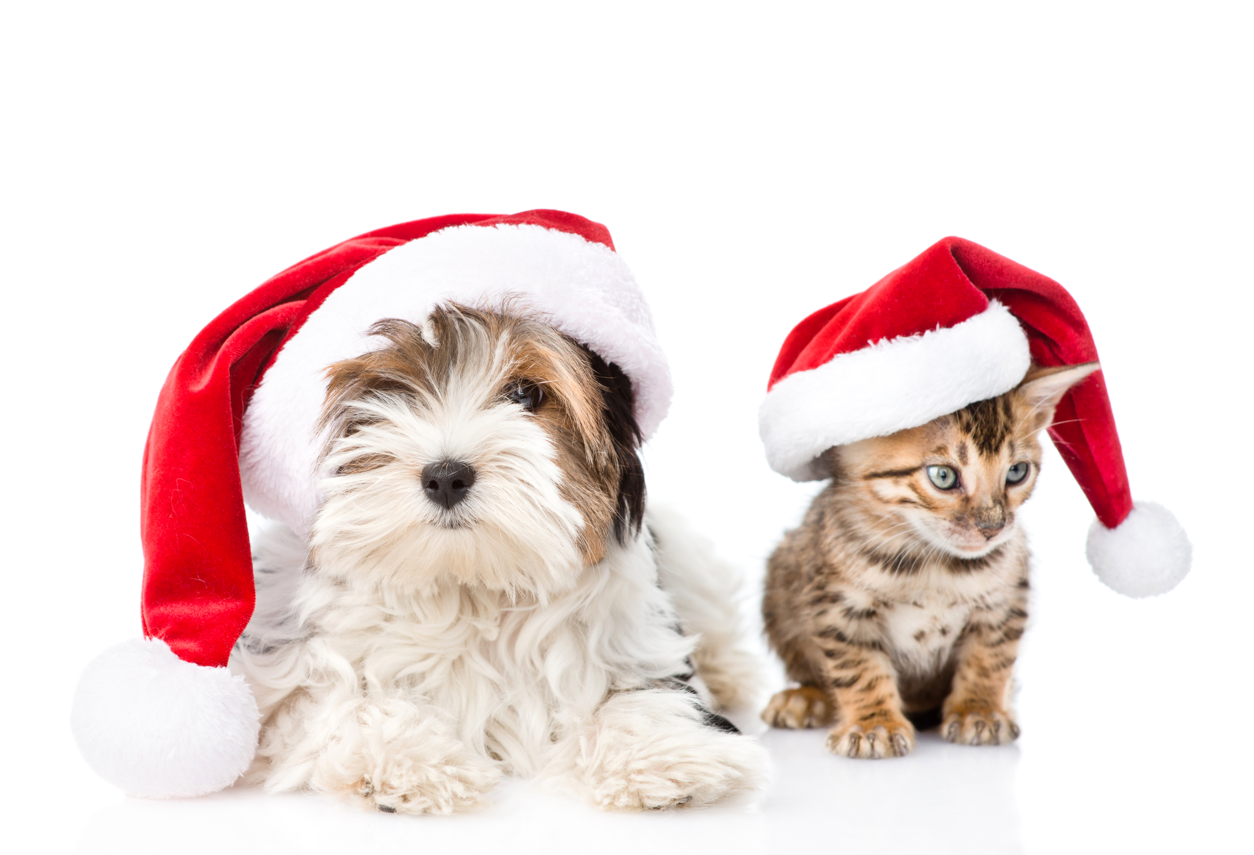 Handy-Wallpaper Tiere, Katze, Hund, Yorkshire Terrier, Weihnachtsmütze, Katz & Hund kostenlos herunterladen.
