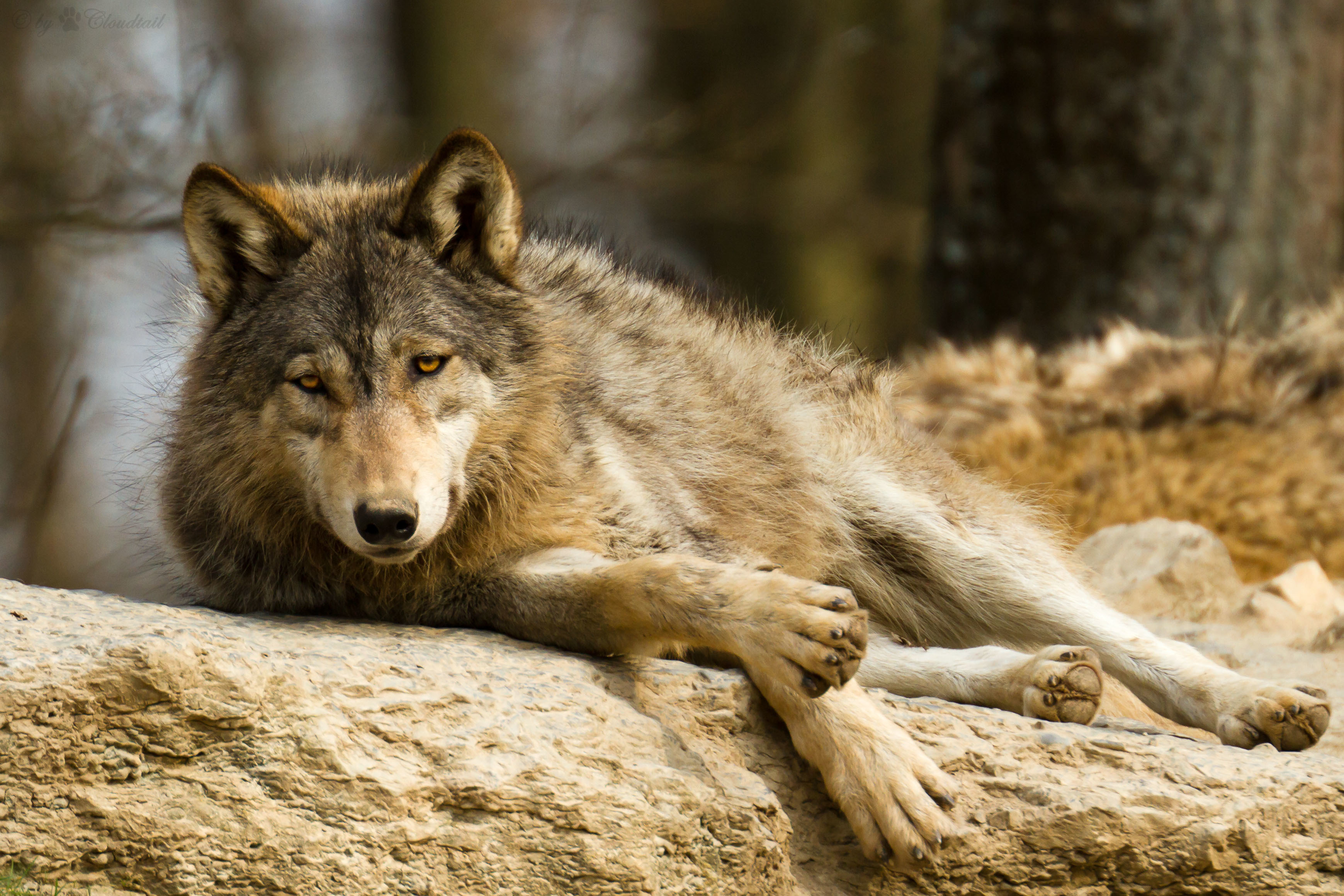 Descarga gratuita de fondo de pantalla para móvil de Animales, Lobo, Descansando, Wolves.
