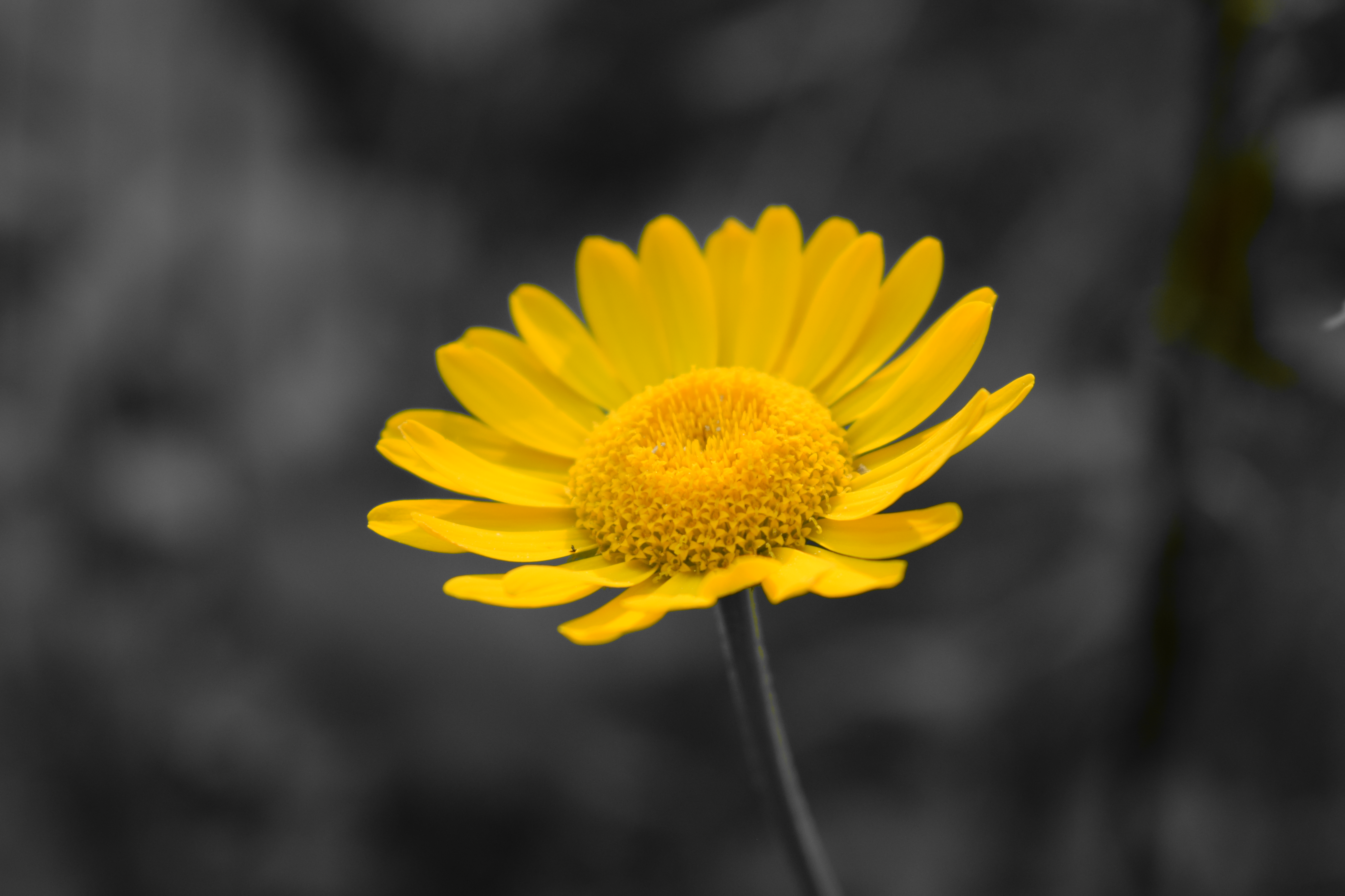 Laden Sie das Blumen, Blume, Makro, Gelbe Blume, Erde/natur-Bild kostenlos auf Ihren PC-Desktop herunter