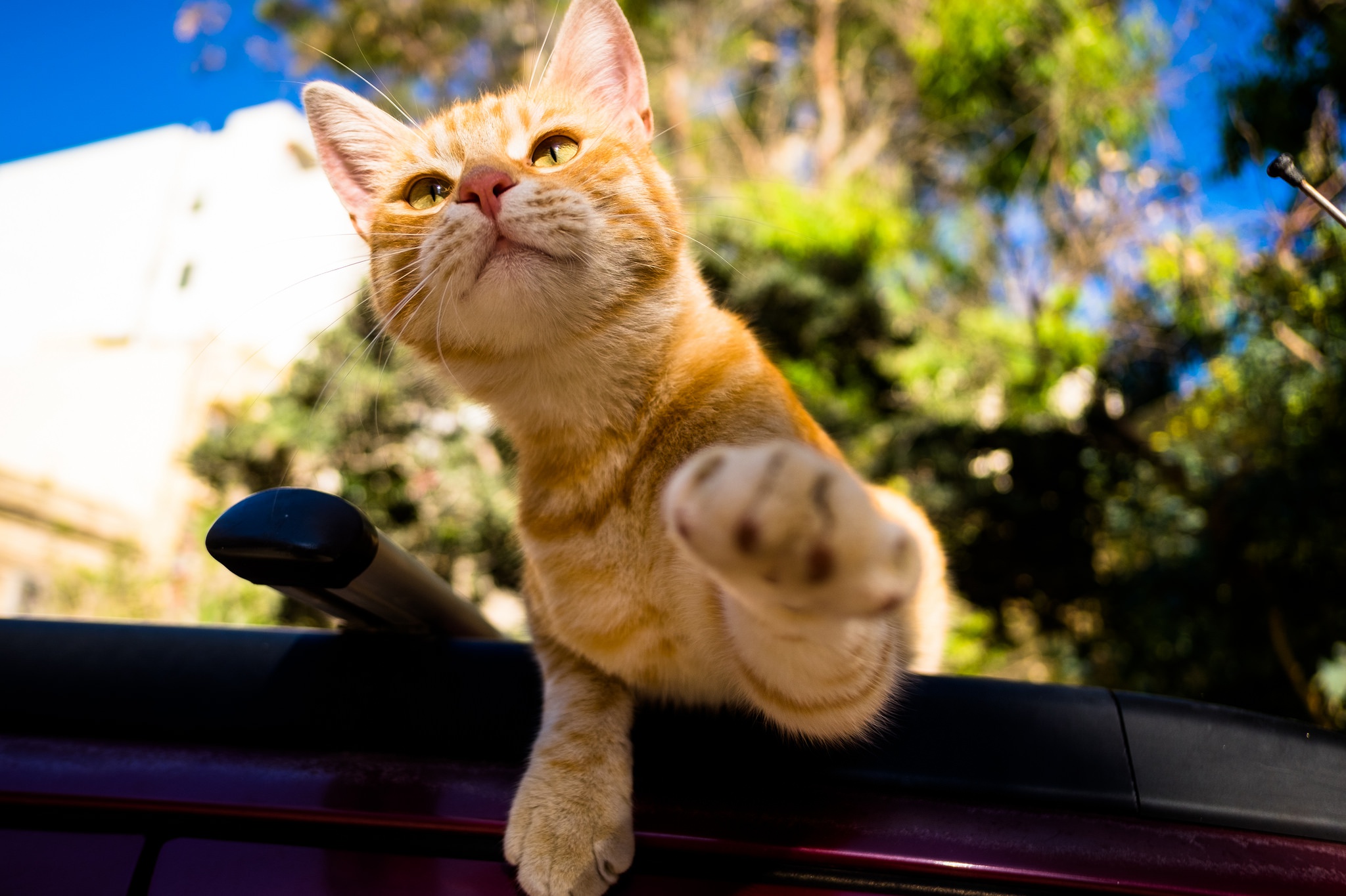 Téléchargez gratuitement l'image Animaux, Chats, Chat, Profondeur De Champ sur le bureau de votre PC