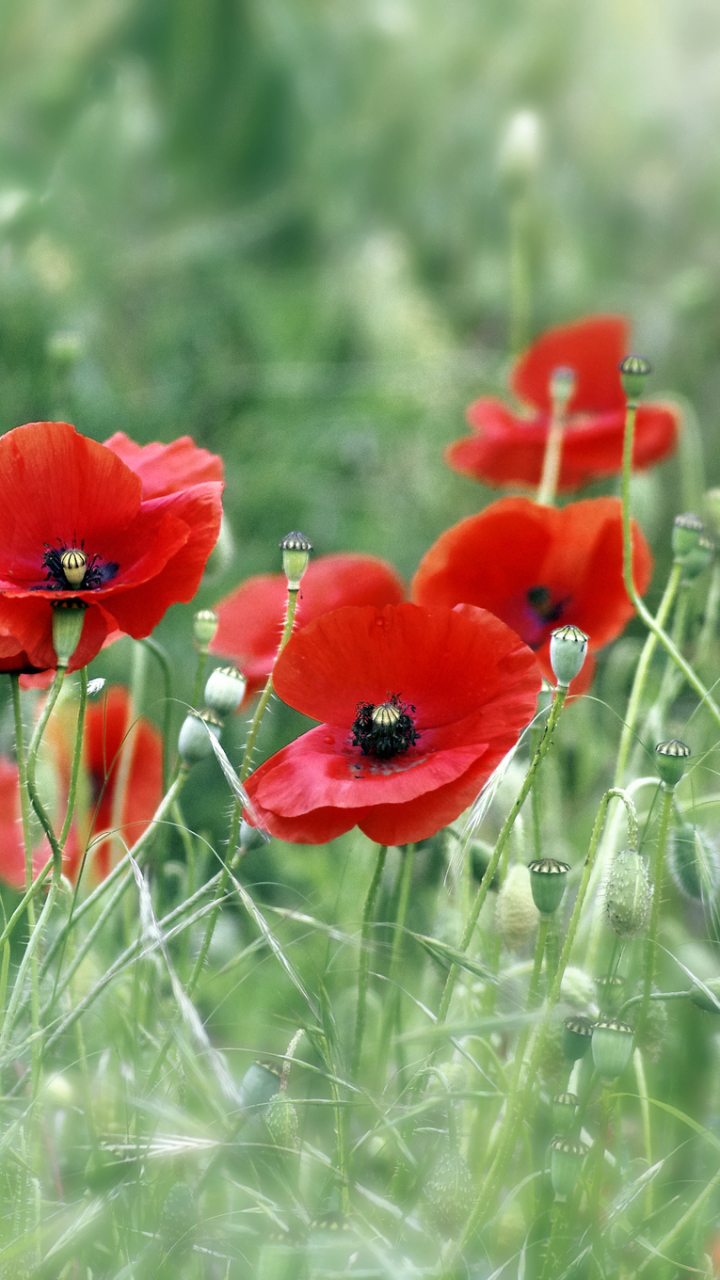 Download mobile wallpaper Nature, Flowers, Grass, Earth, Field, Bokeh, Poppy, Red Flower for free.