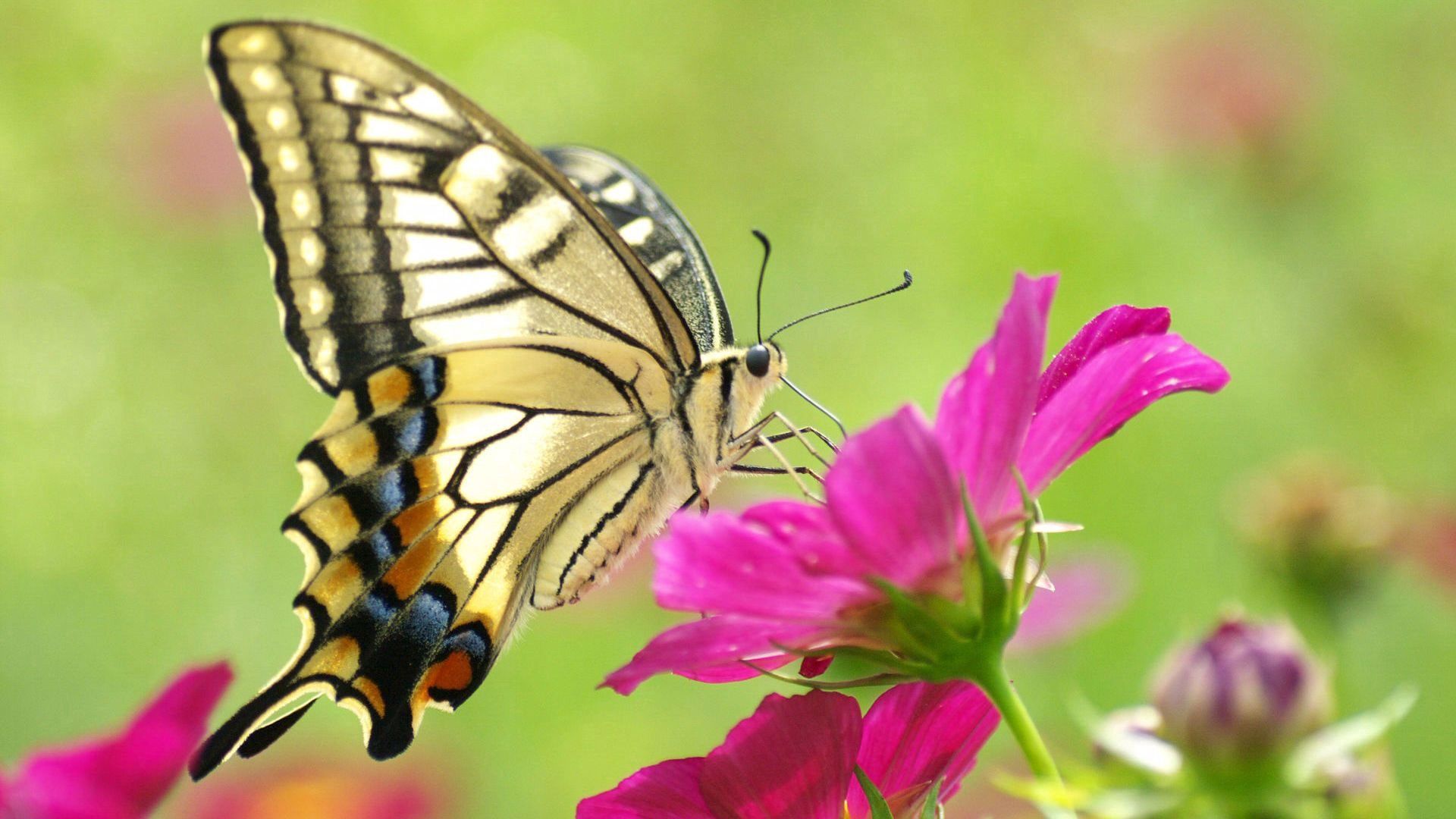 wings, flower, macro, pattern, butterfly Phone Background