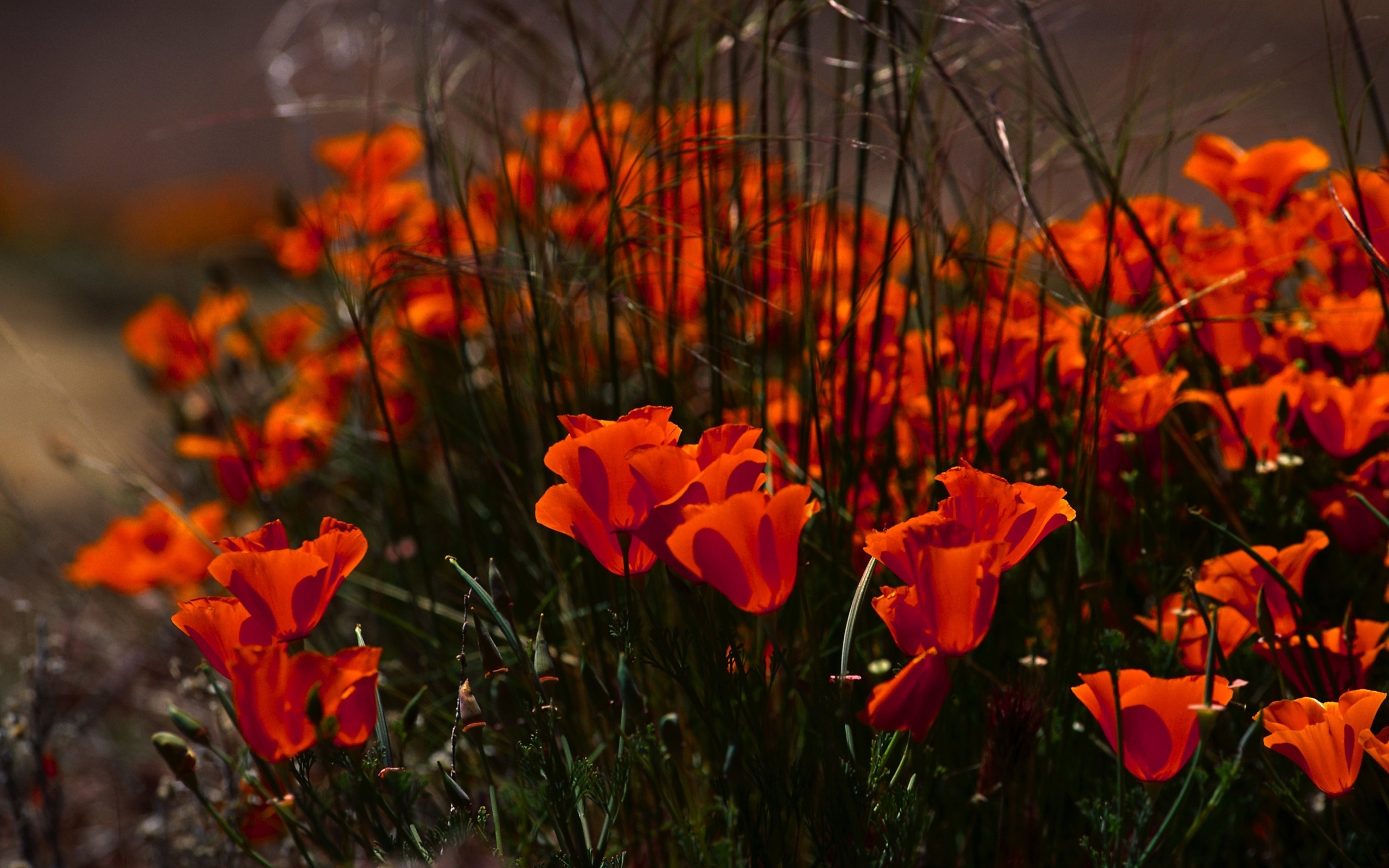 Download mobile wallpaper Red Flower, Flowers, Flower, Earth for free.