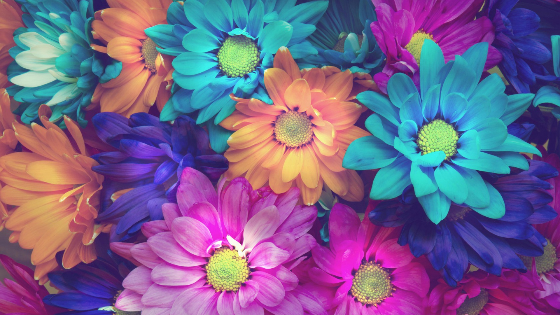 Laden Sie das Blumen, Blume, Erde/natur-Bild kostenlos auf Ihren PC-Desktop herunter