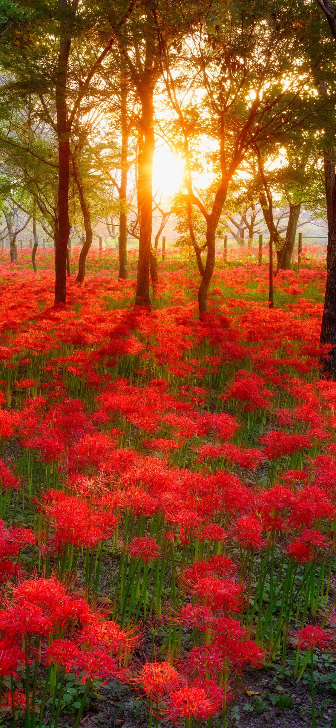 無料モバイル壁紙フラワーズ, 花, 森, 地球, 赤い花をダウンロードします。