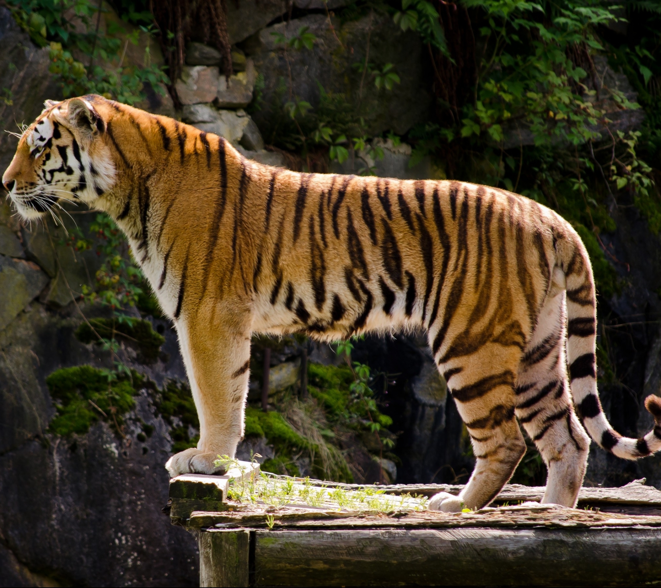 Handy-Wallpaper Tiere, Katzen, Tiger kostenlos herunterladen.