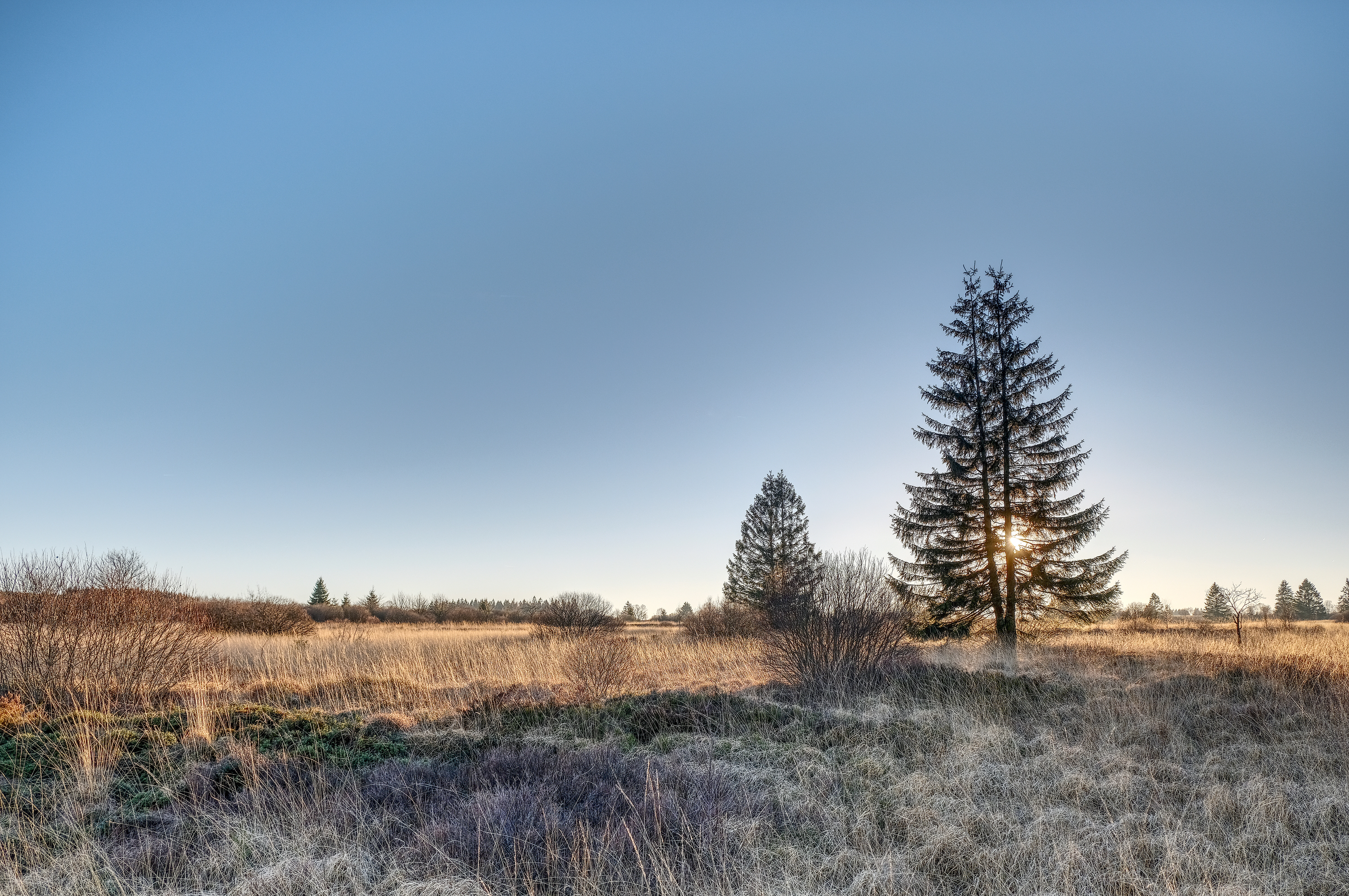 Handy-Wallpaper Baum, Fichte, Fir, Grass, Sky, Holz, Natur kostenlos herunterladen.