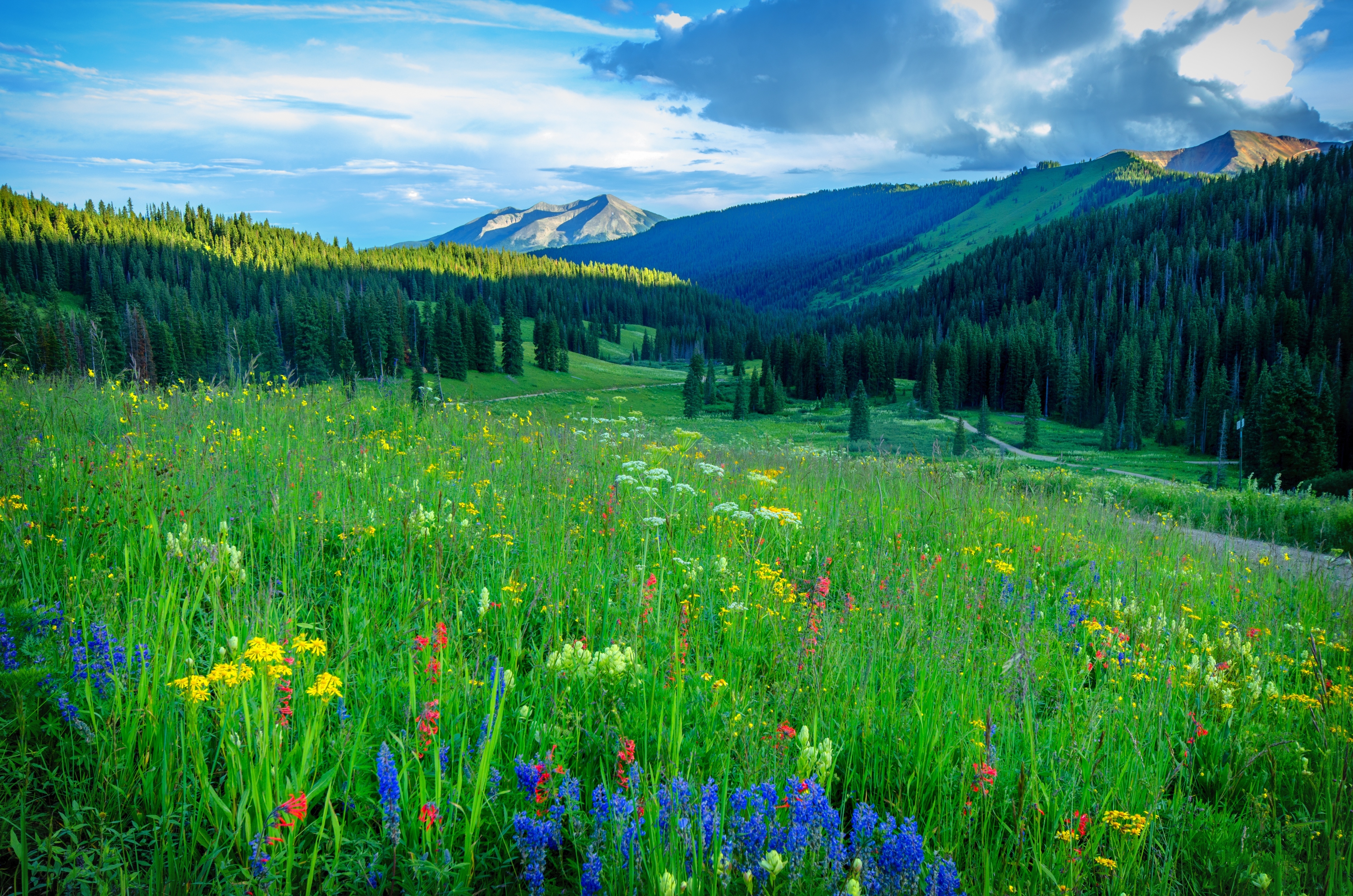 Скачать обои бесплатно Трава, Цветок, Весна, Луг, Земля/природа картинка на рабочий стол ПК
