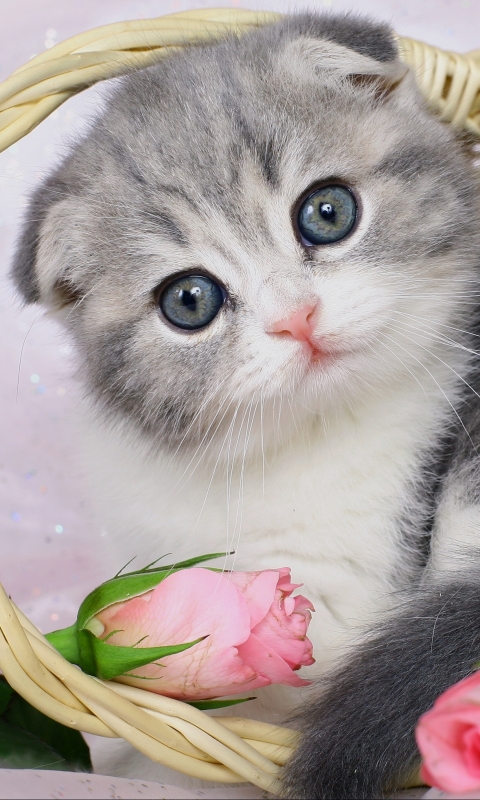 Download mobile wallpaper Cats, Cat, Animal for free.