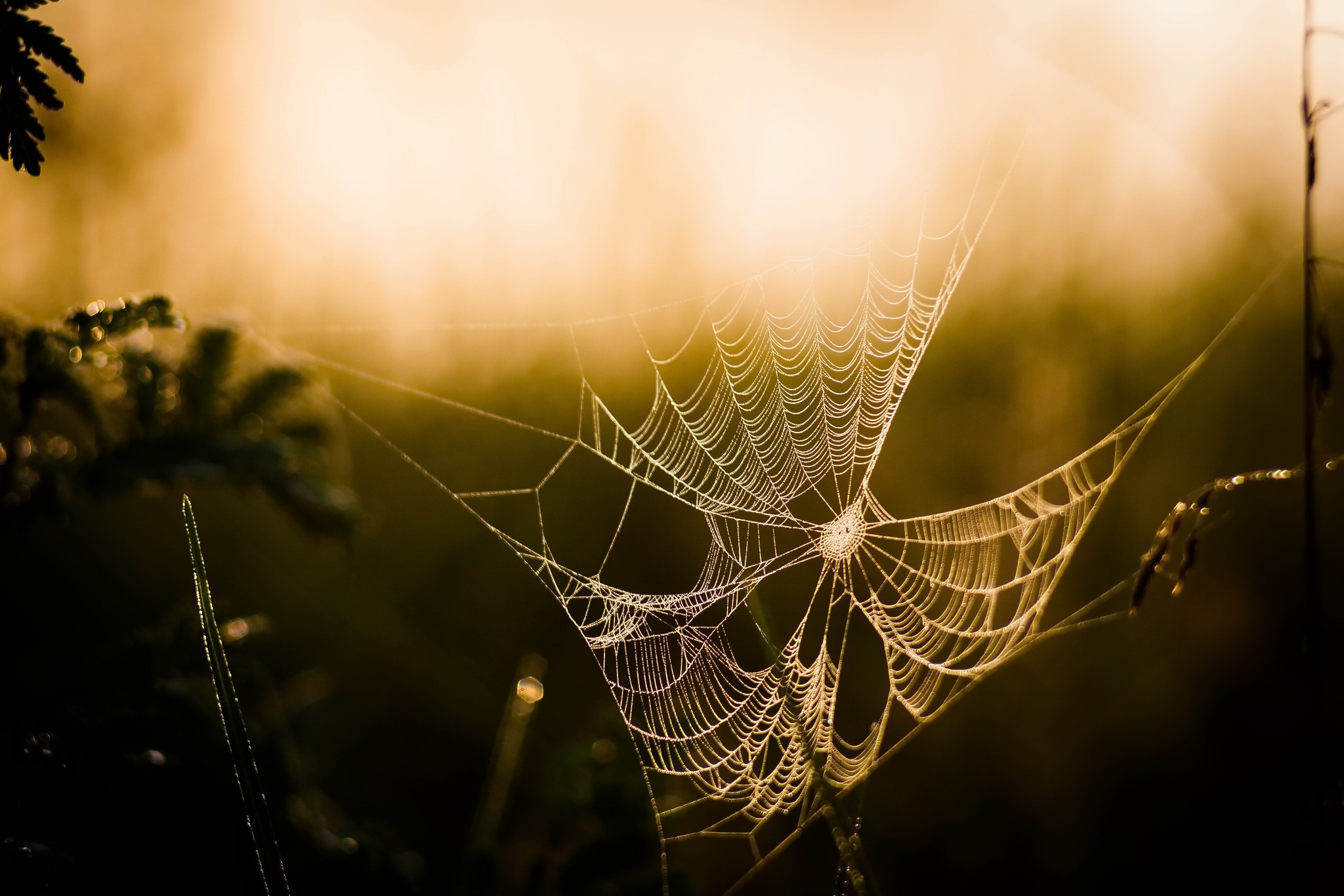 Free download wallpaper Photography, Spider Web, Depth Of Field on your PC desktop