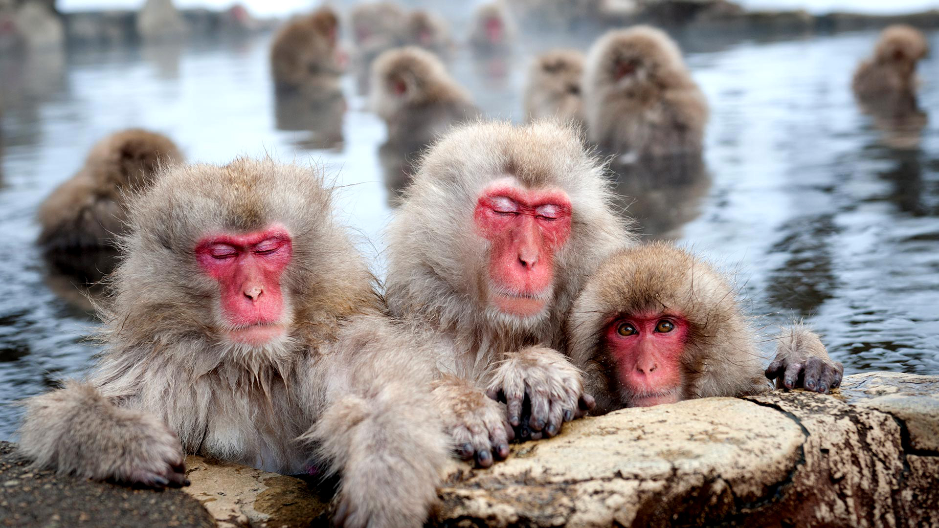 Скачати мобільні шпалери Мавпи, Мавпа, Тварина, Примат, Японська Макака, Дитинча Тварини безкоштовно.