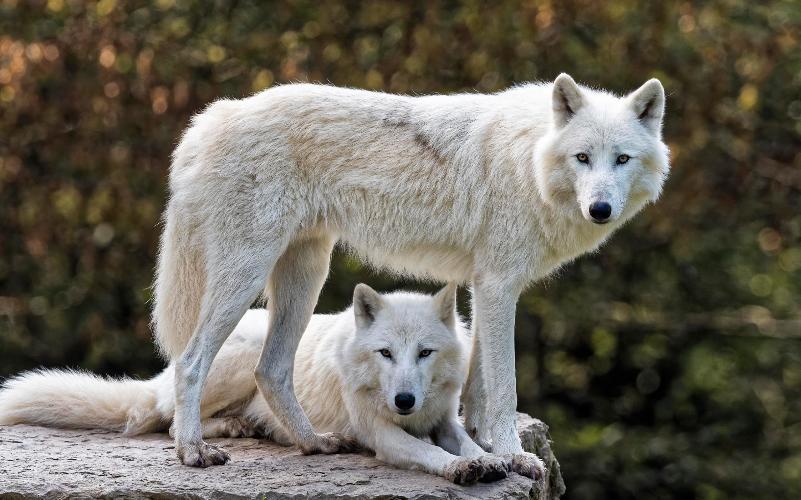 1510047壁紙のダウンロード動物, ホッキョクオオカミ, 白いオオカミ, 狼-スクリーンセーバーと写真を無料で