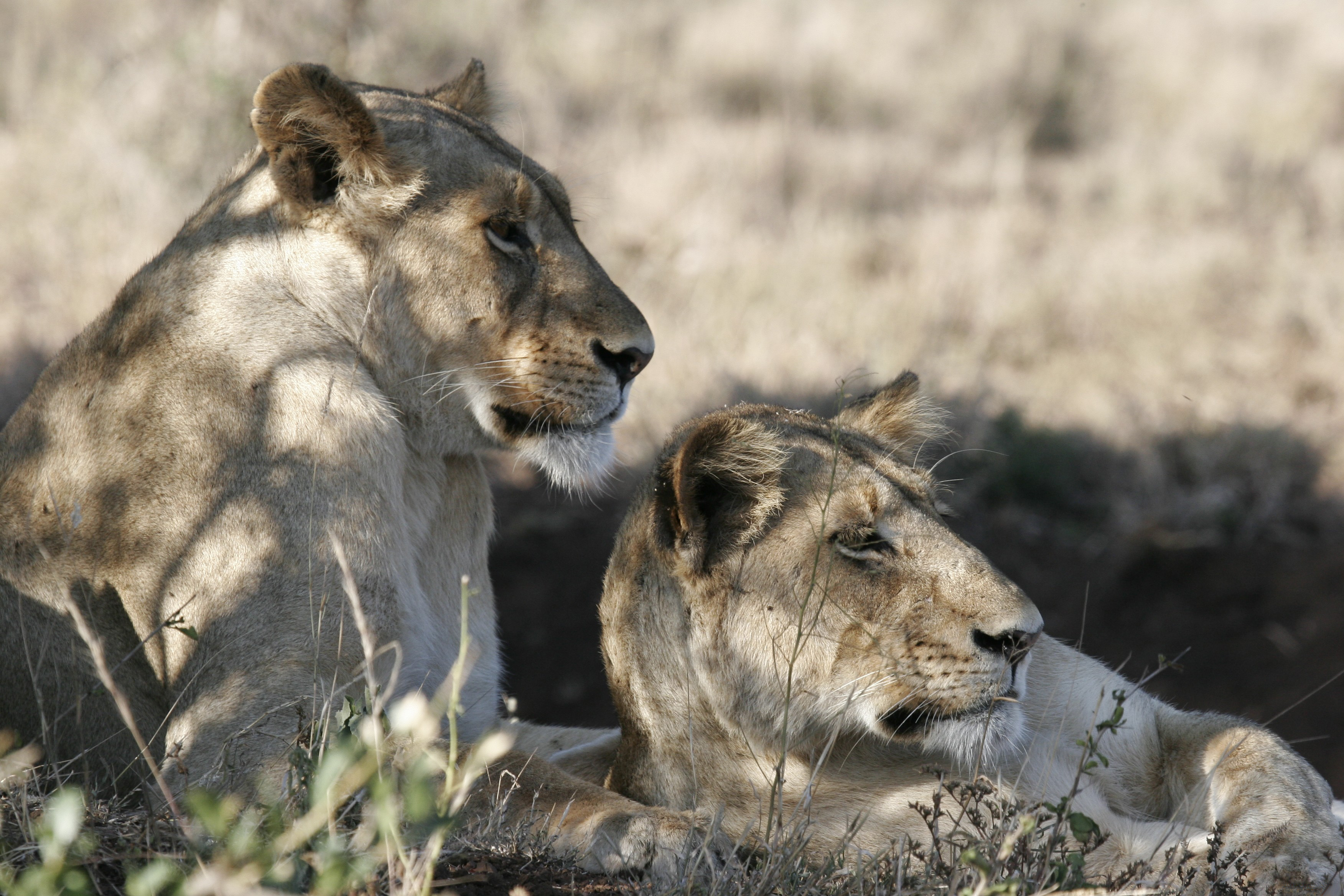 Free download wallpaper Cats, Lion, Animal on your PC desktop