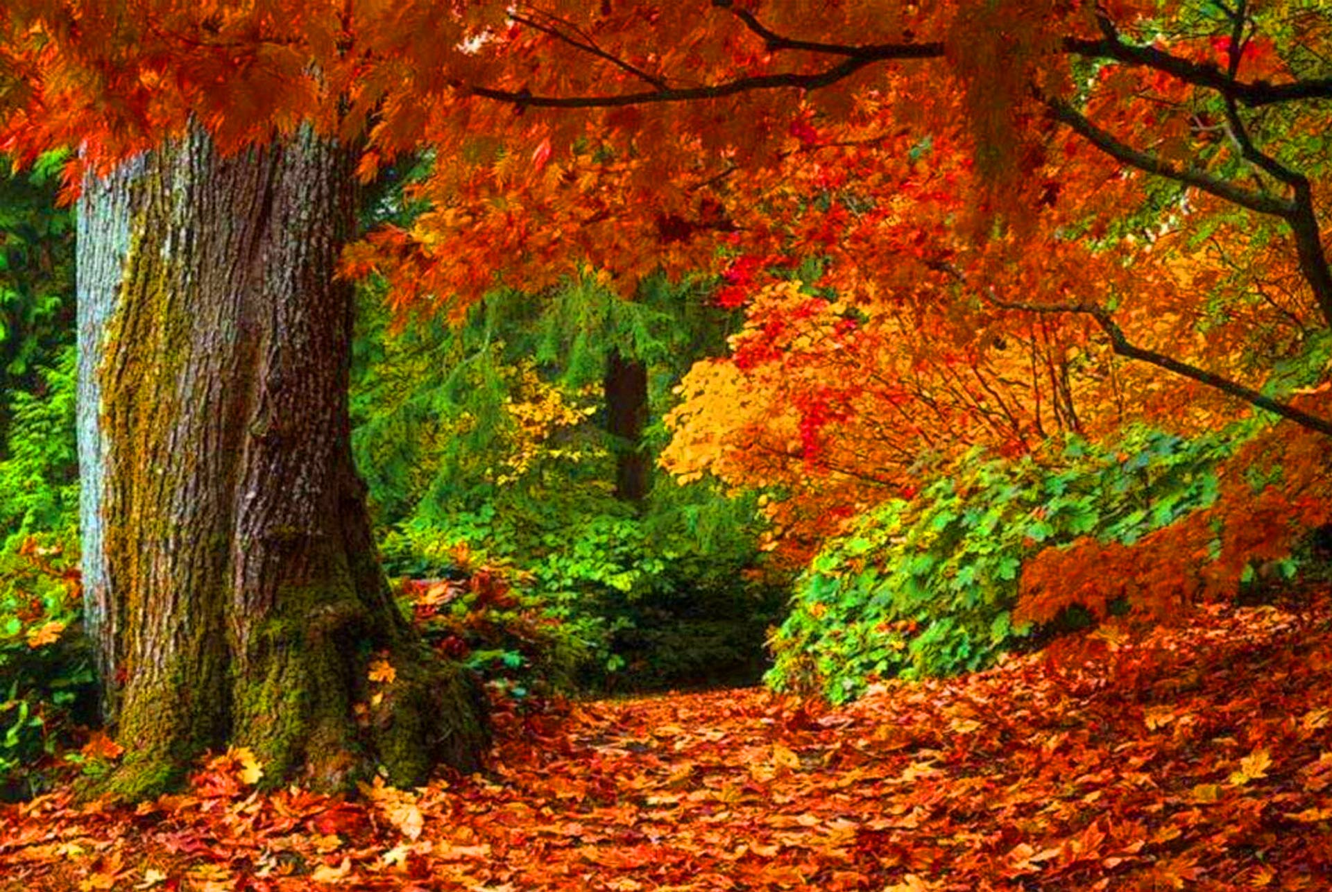 Download mobile wallpaper Forest, Tree, Fall, Earth, Path, Colorful for free.