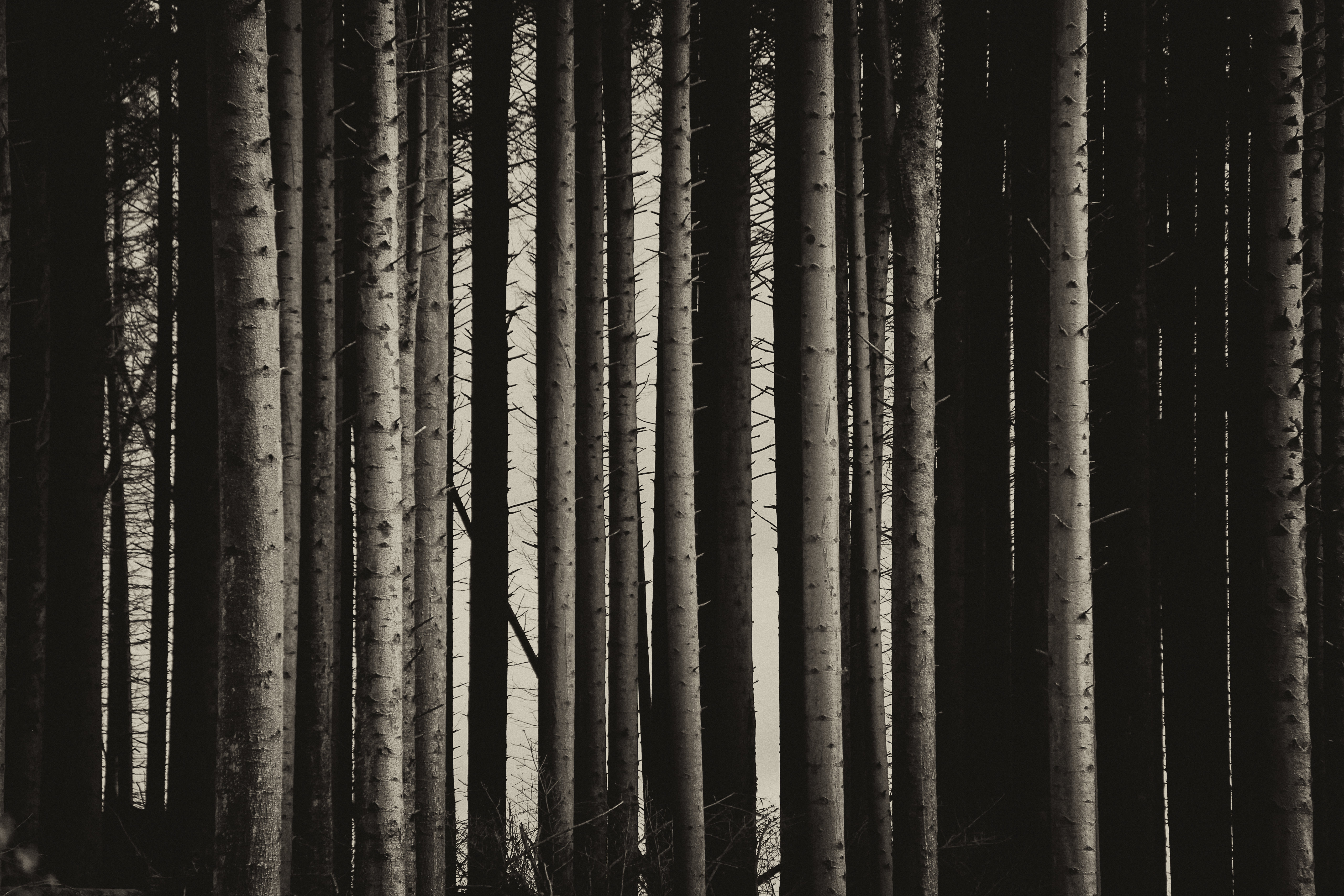 Free download wallpaper Nature, Pine, Forest, Bw, Trees, Chb on your PC desktop