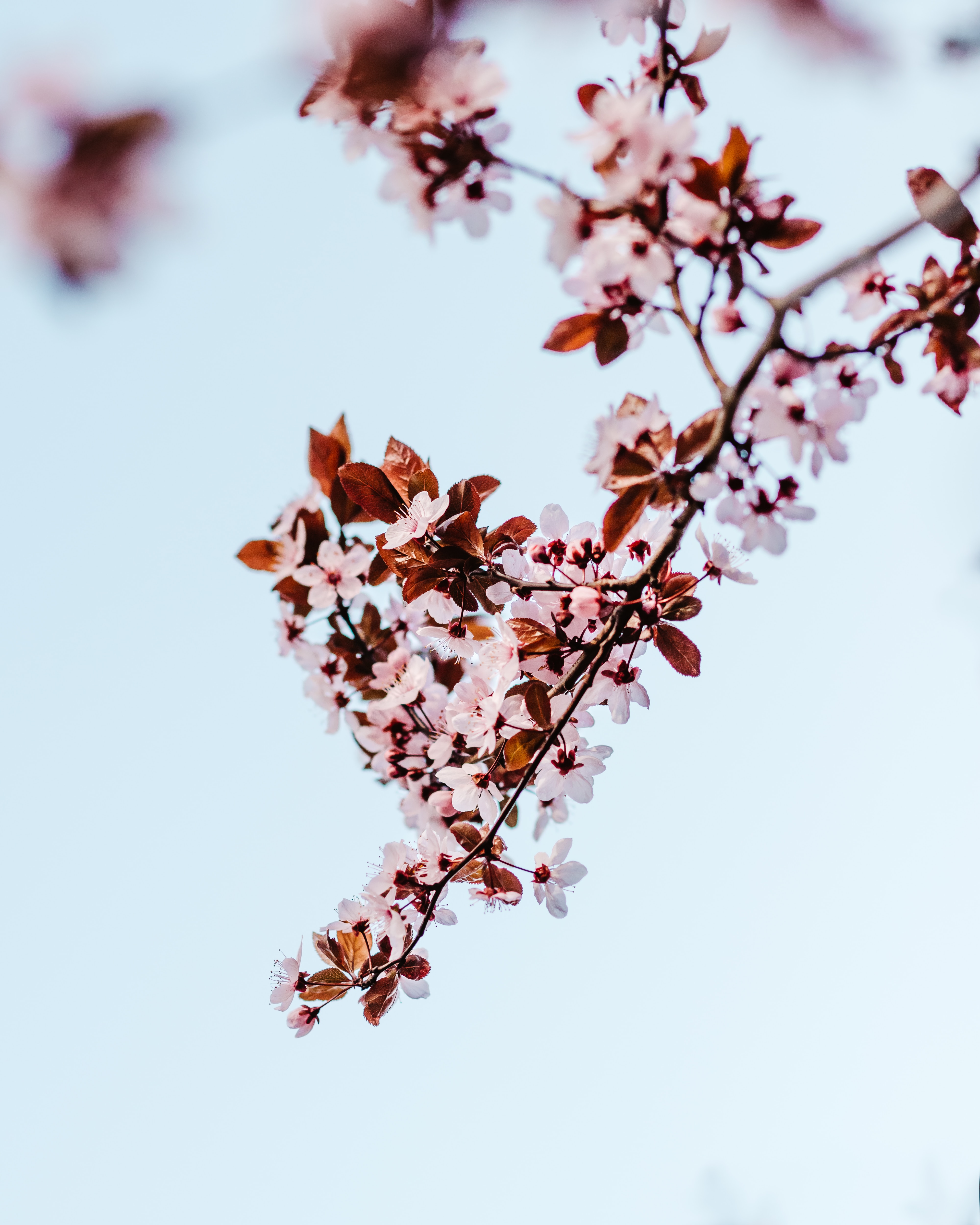 Download mobile wallpaper Branch, Bloom, Plant, Flowers, Flowering, Sakura for free.