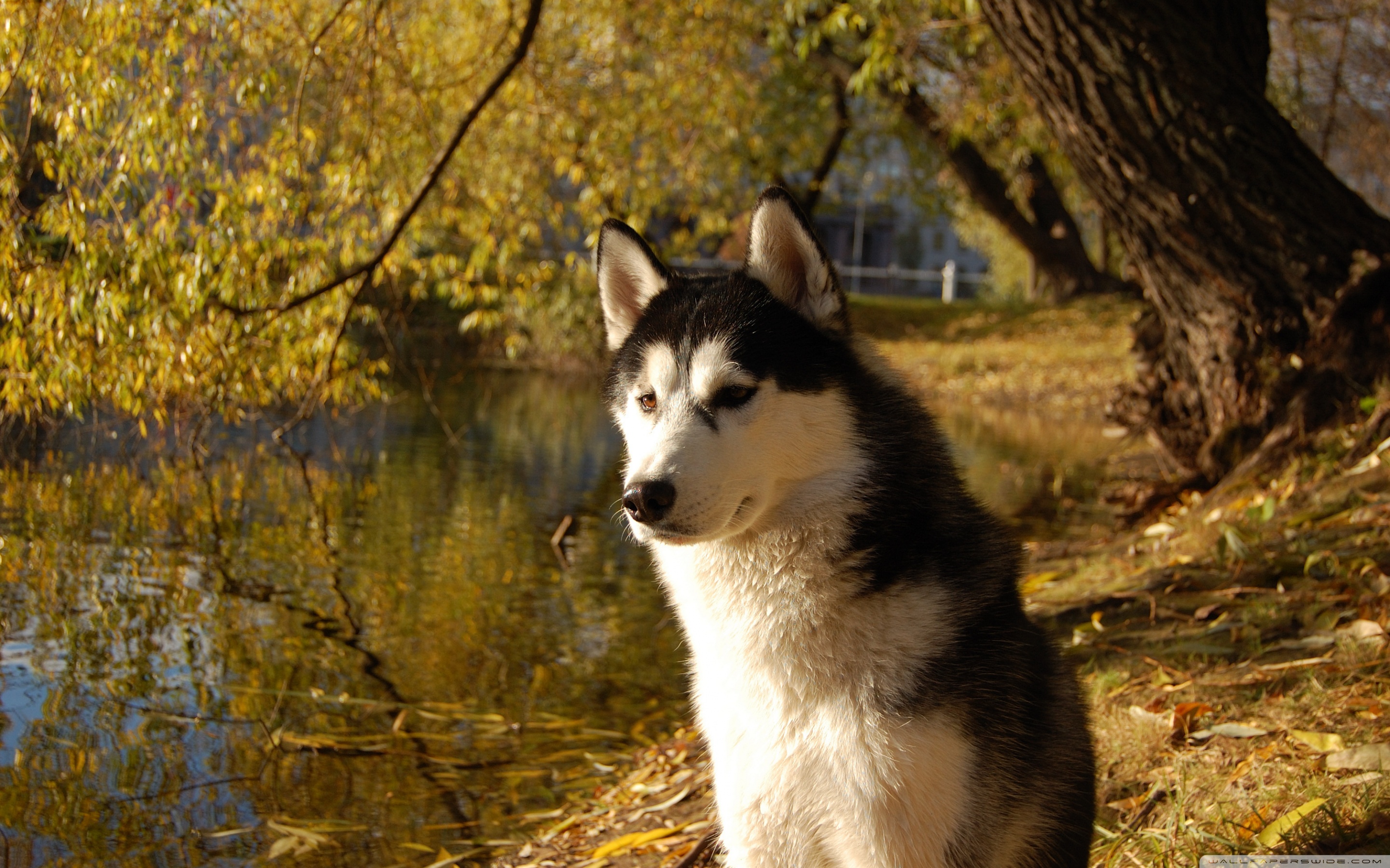 PCデスクトップにハスキー, 犬, 動物画像を無料でダウンロード