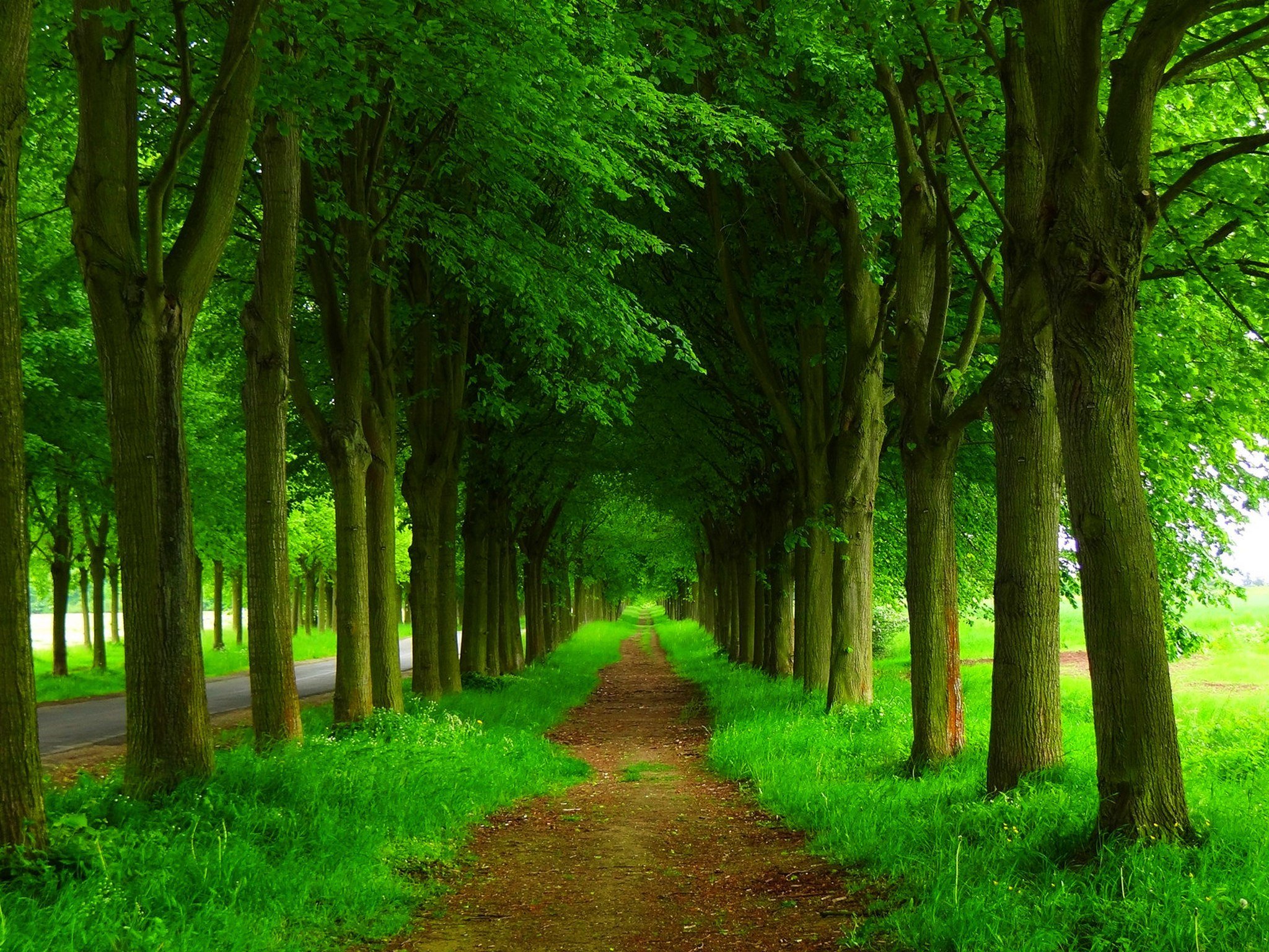 Download mobile wallpaper Path, Man Made, Greenery for free.
