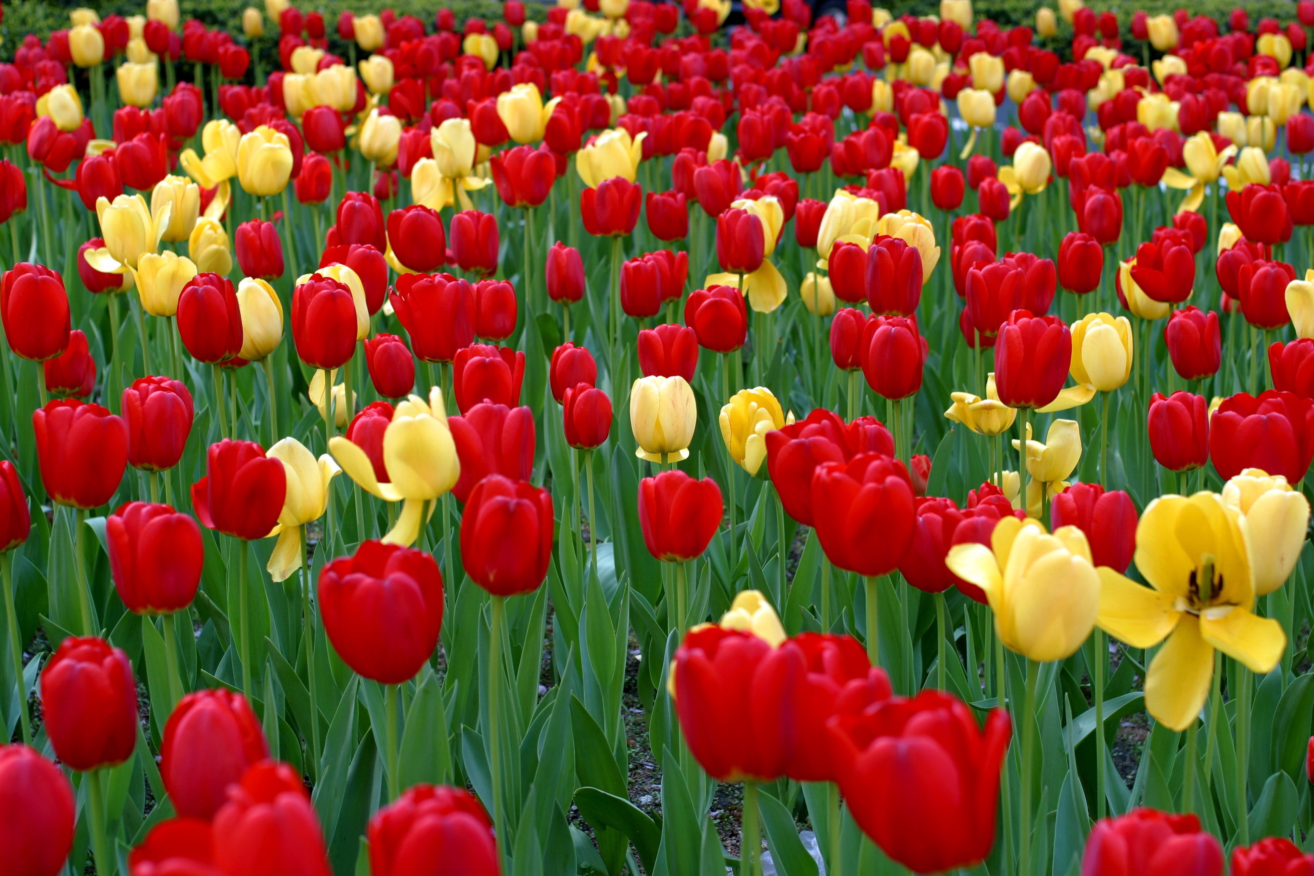 tulips, flowers, yellow, red, greens, flower bed, flowerbed, spring