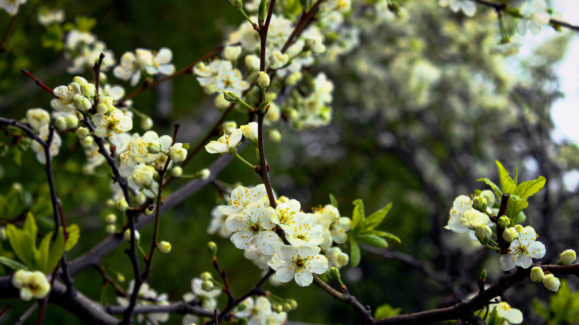 Download mobile wallpaper Blossom, Flowers, Earth for free.