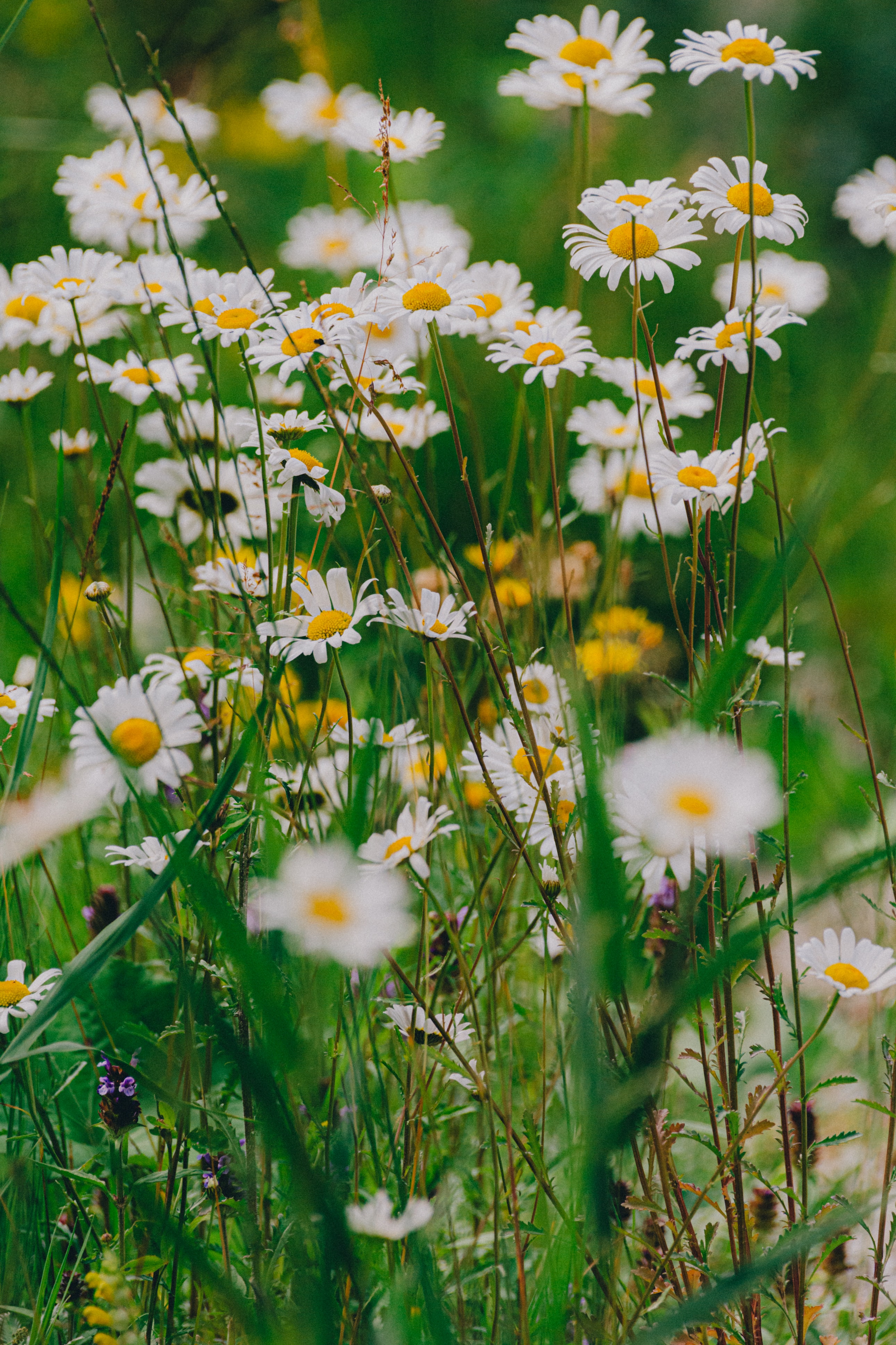 flowers, grass, camomile, wildflowers