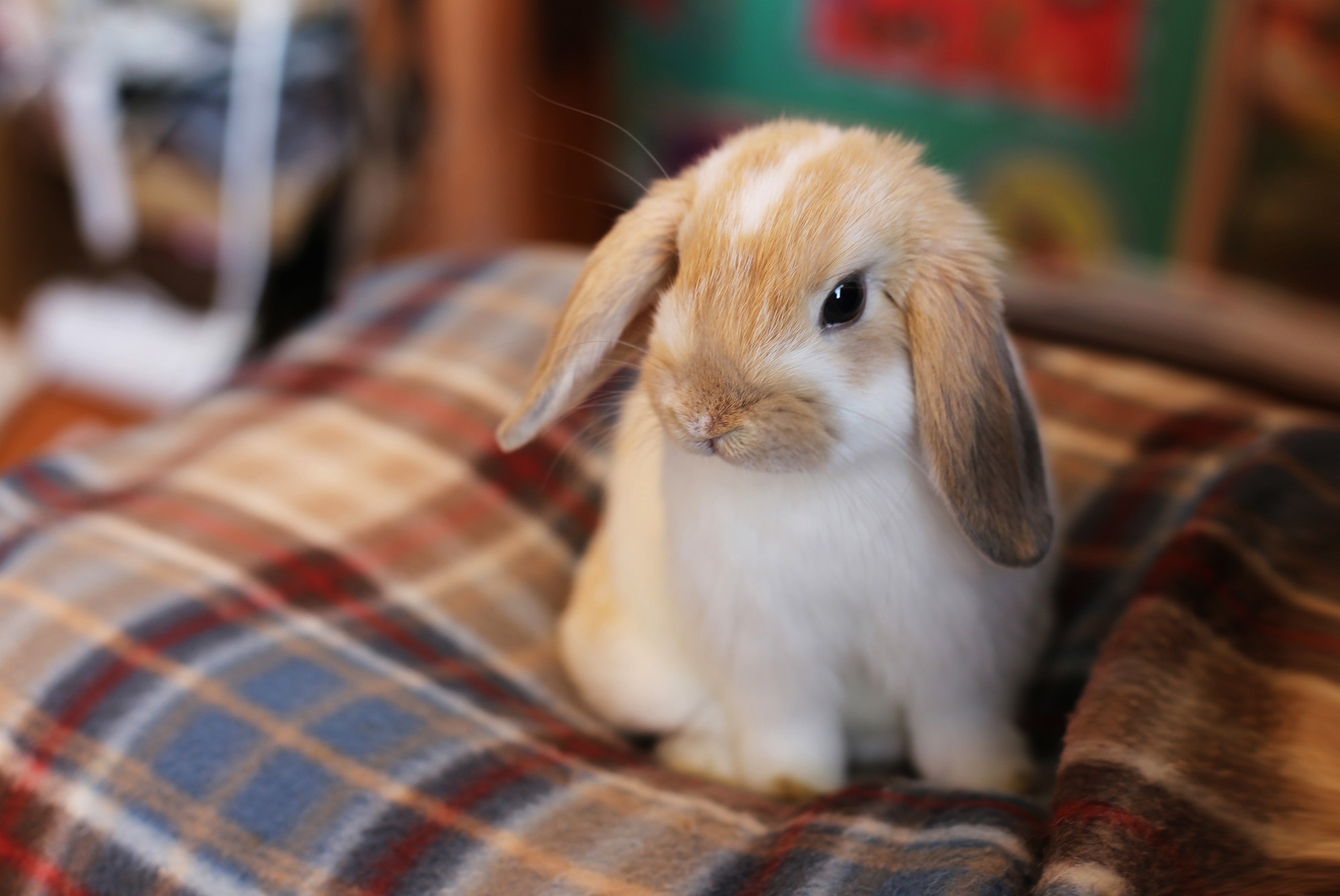 Download mobile wallpaper Animal, Rabbit, Baby Animal for free.