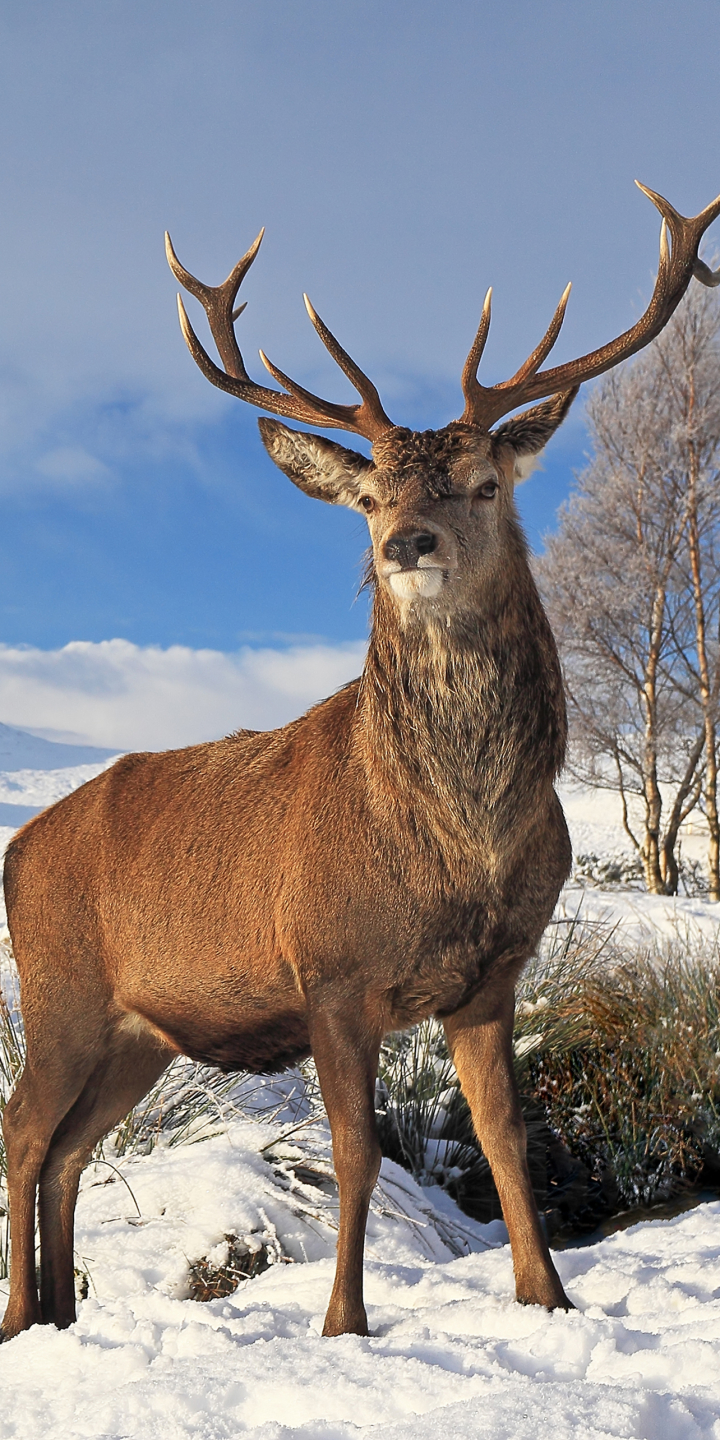 無料モバイル壁紙動物, 冬, 自然, 雪, 鹿をダウンロードします。