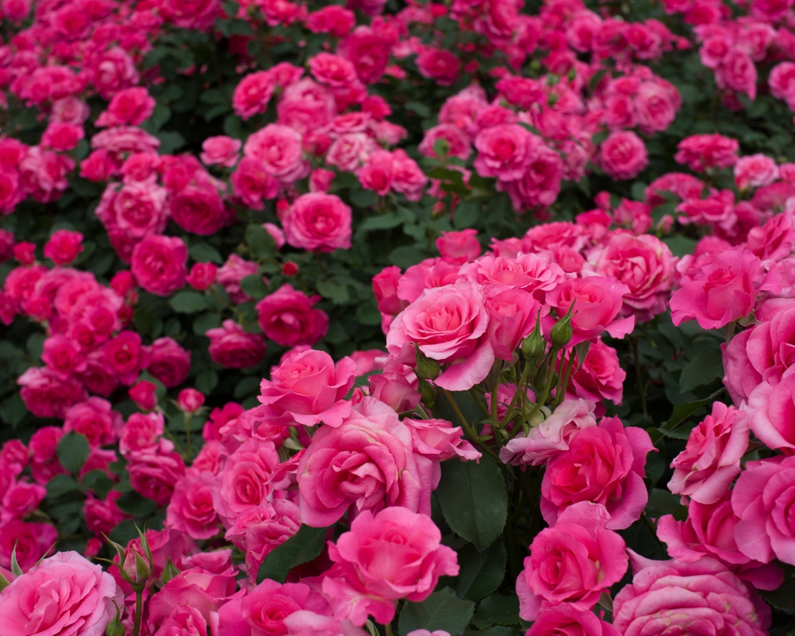 Завантажити шпалери безкоштовно Природа, Квітка, Роза, Земля, Рожева Квітка, Рожева Троянда, Трояндовий Кущ, Флауерзи картинка на робочий стіл ПК