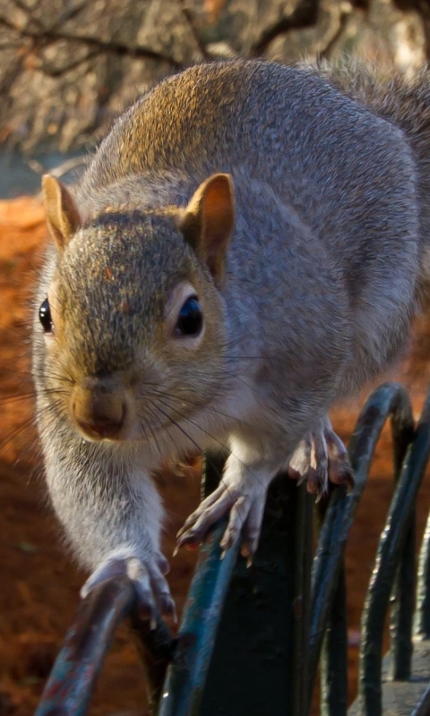 Download mobile wallpaper Squirrel, Animal for free.