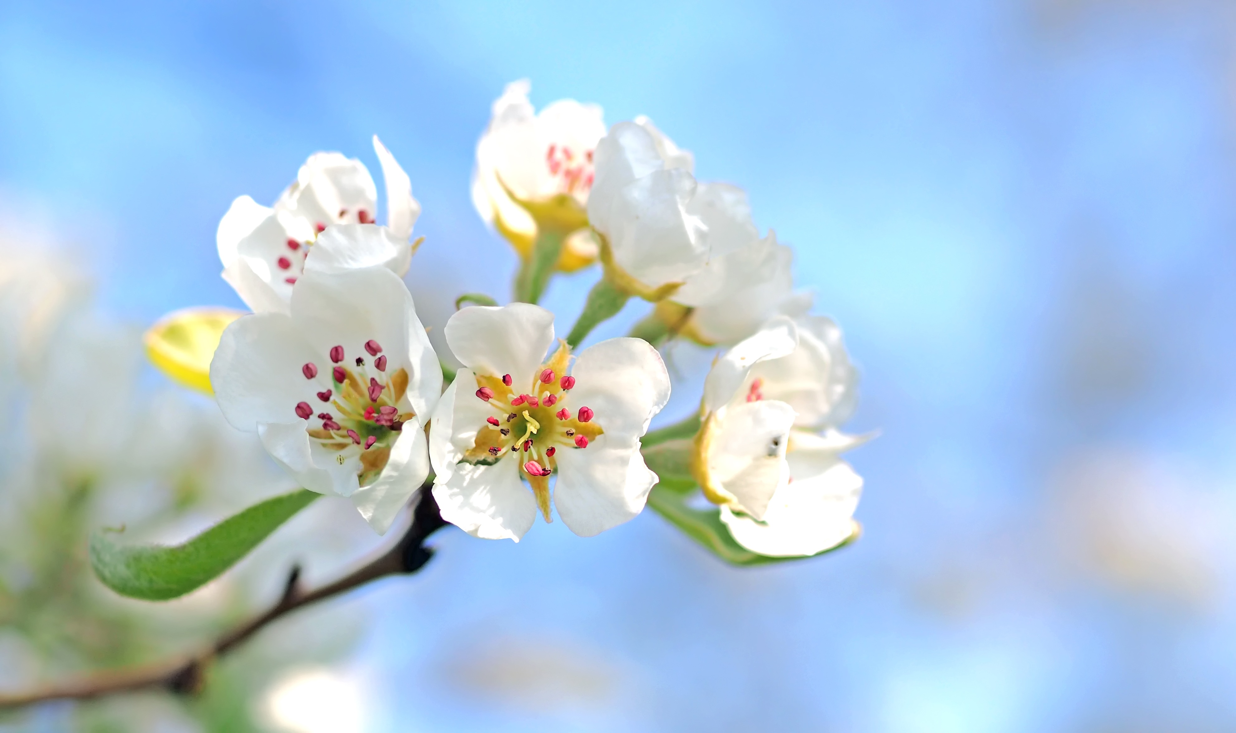 apple tree, flowering, flowers, macro, bloom, branch