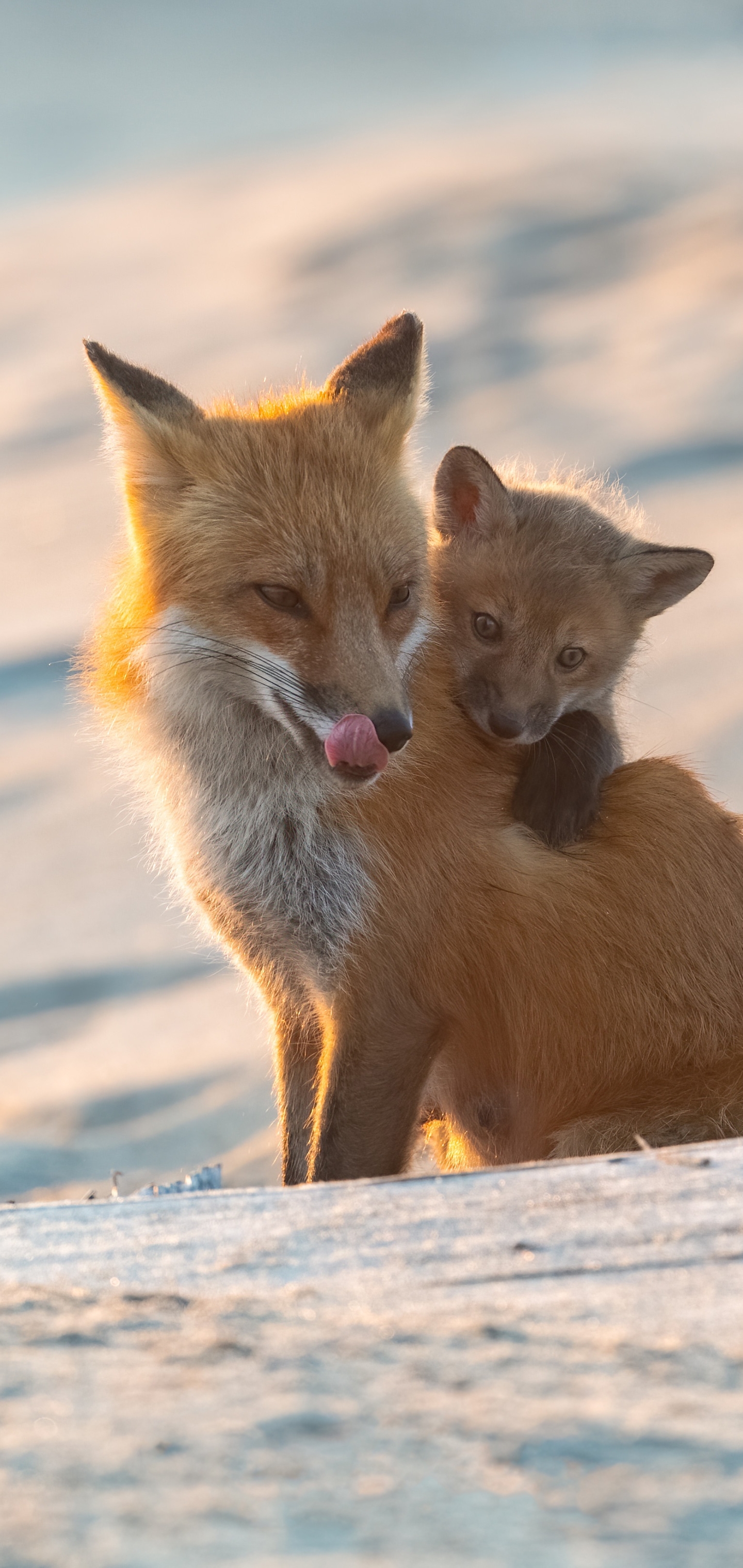 Download mobile wallpaper Fox, Animal, Baby Animal for free.