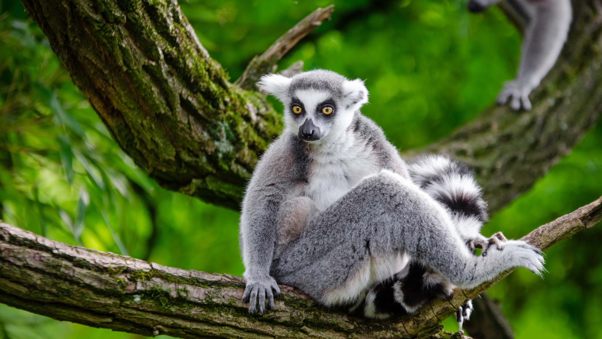 Download mobile wallpaper Monkeys, Monkey, Animal, Lemur, Ring Tailed Lemur for free.