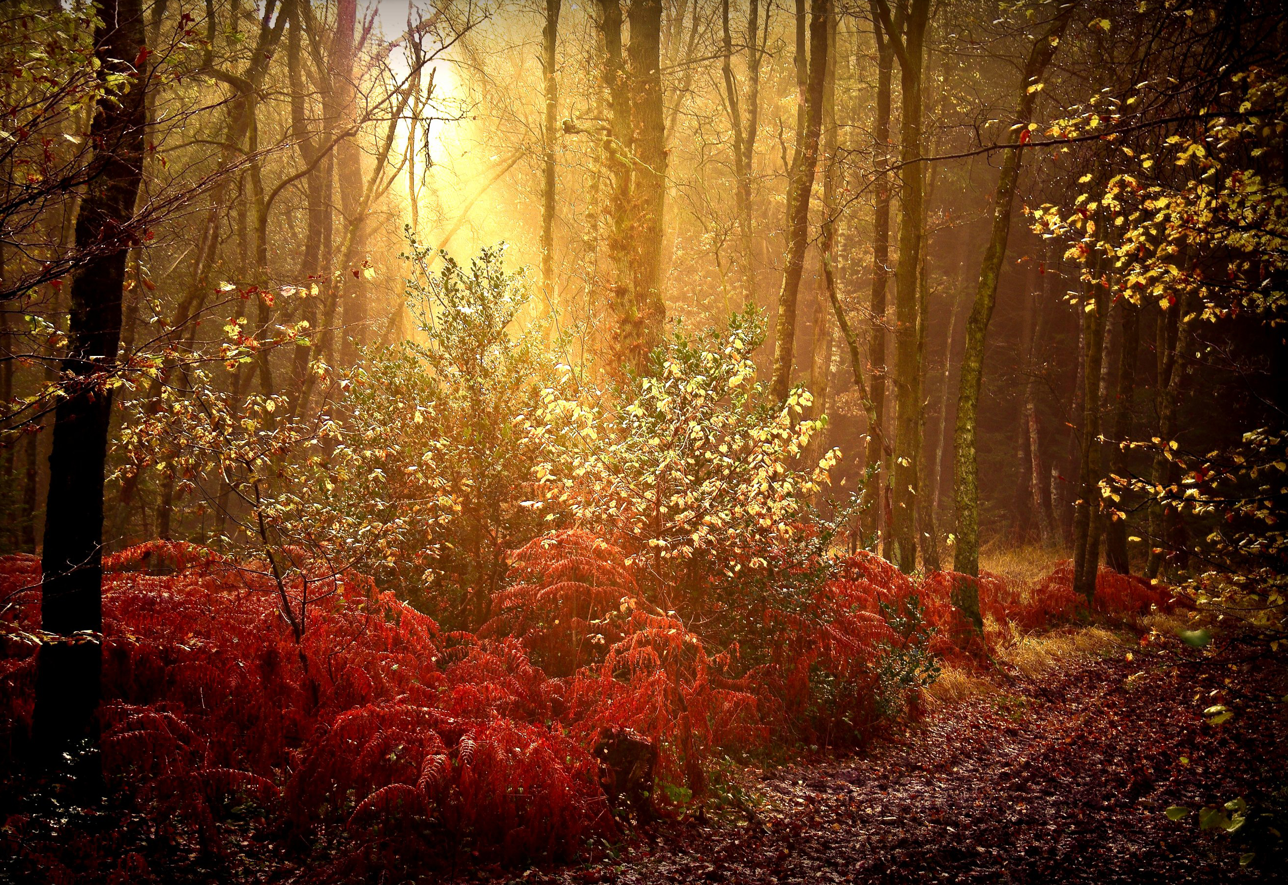 Download mobile wallpaper Forest, Tree, Fog, Fall, Earth, Sunlight, Sunbeam for free.