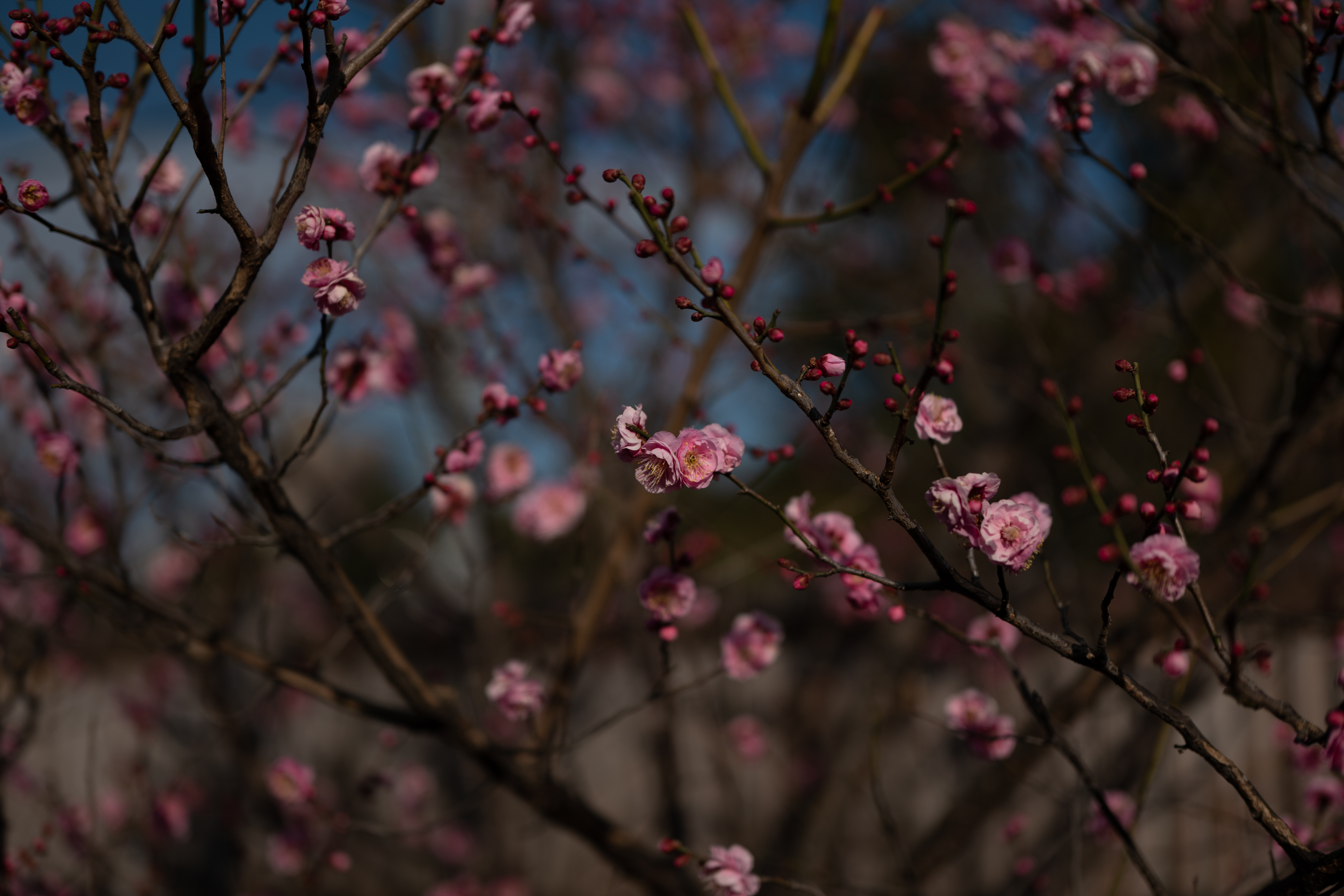 sakura, flowers, pink, macro, branches 4K