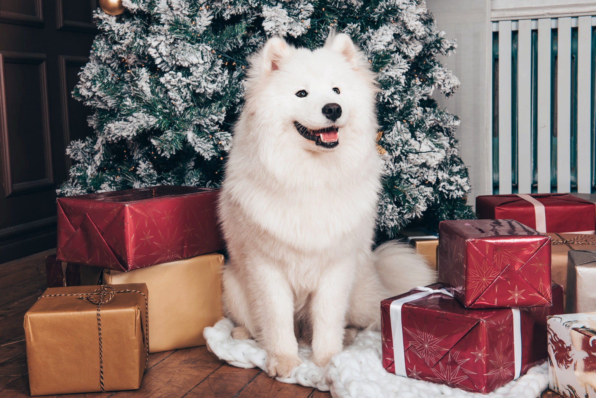 Download mobile wallpaper Dogs, Dog, Animal, Gift, Samoyed for free.