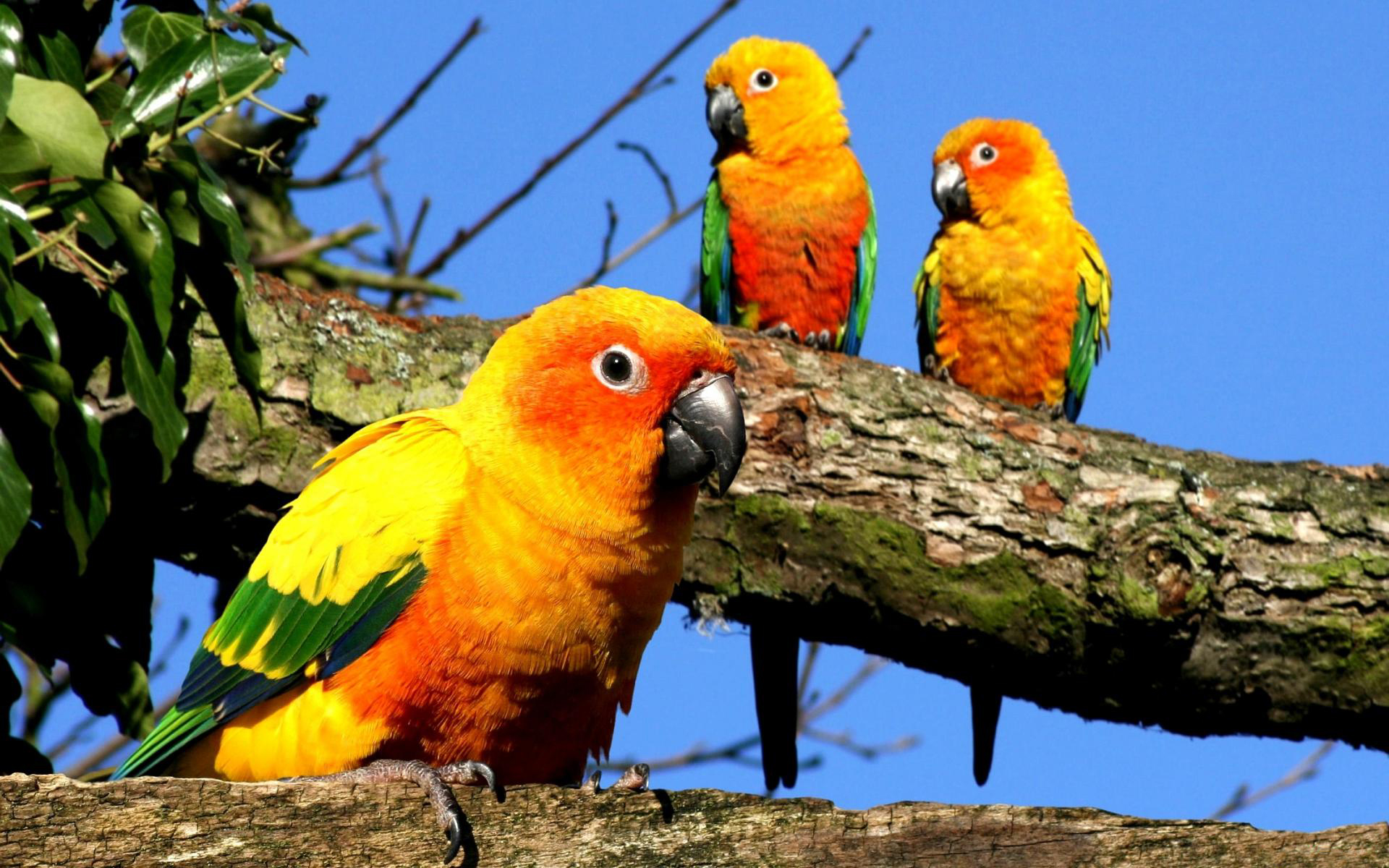 animal, sun parakeet, birds
