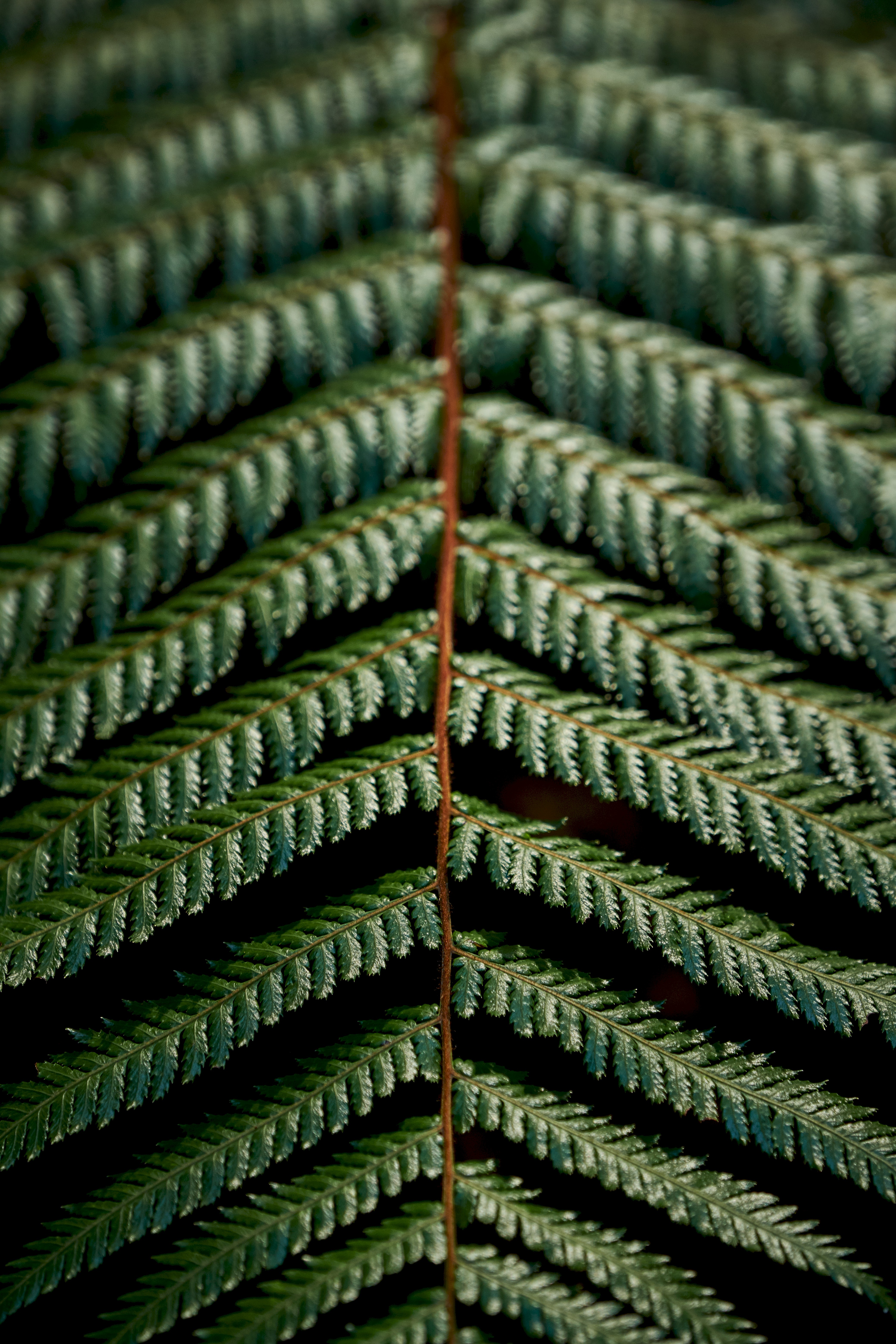 desktop Images leaves, green, plant, macro, fern, carved, branch