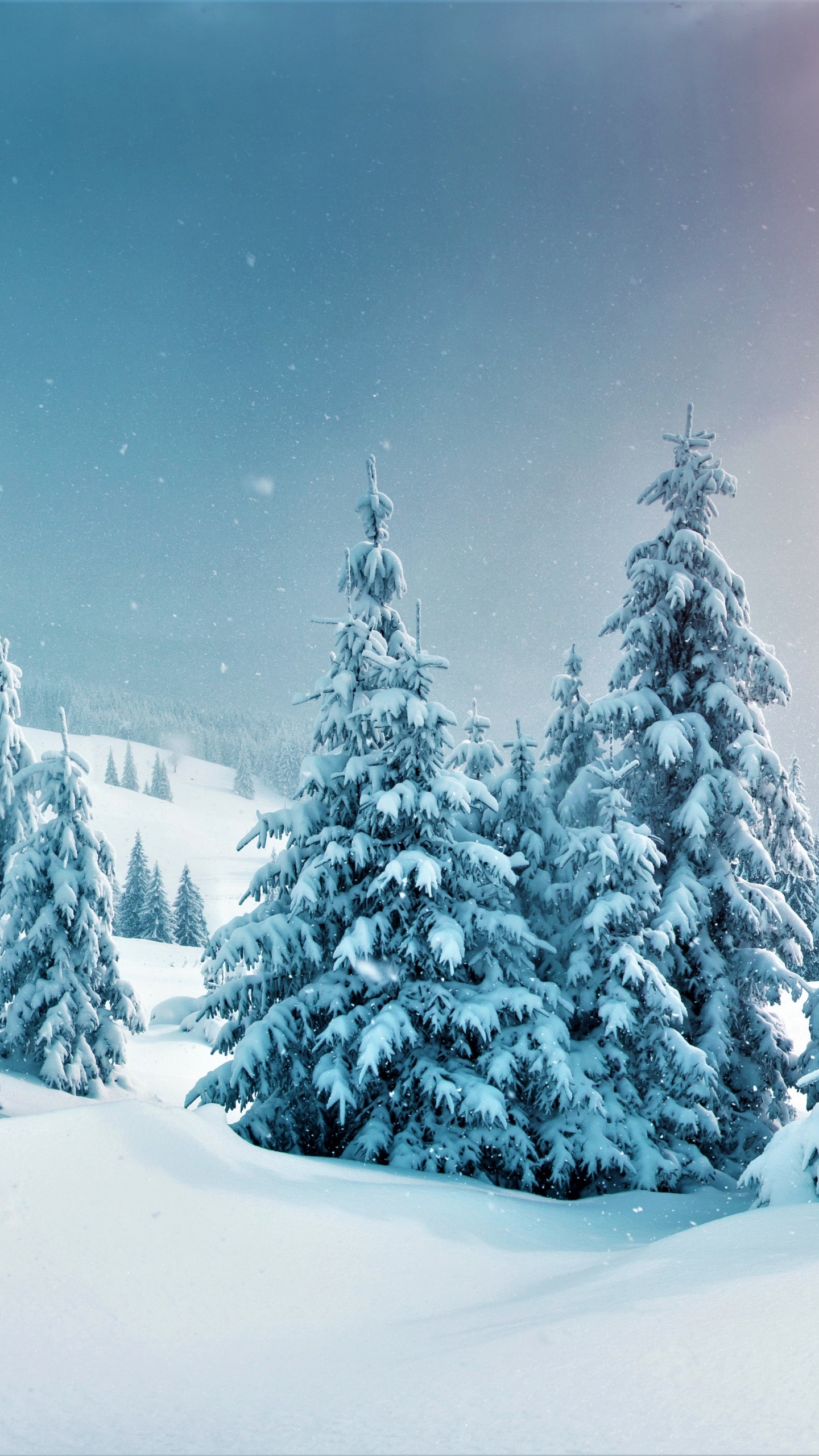 Скачать картинку Зима, Снег, Лес, Дерево, Земля, Земля/природа в телефон бесплатно.
