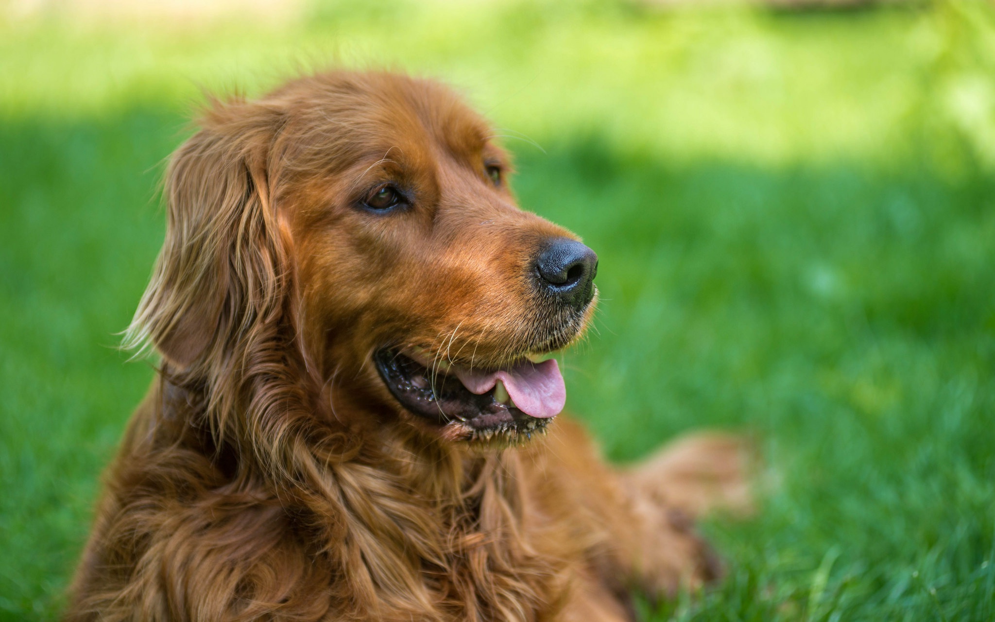 424547 baixar imagens animais, compositor irlandês, profundidade de campo, cão, focinho, cães - papéis de parede e protetores de tela gratuitamente