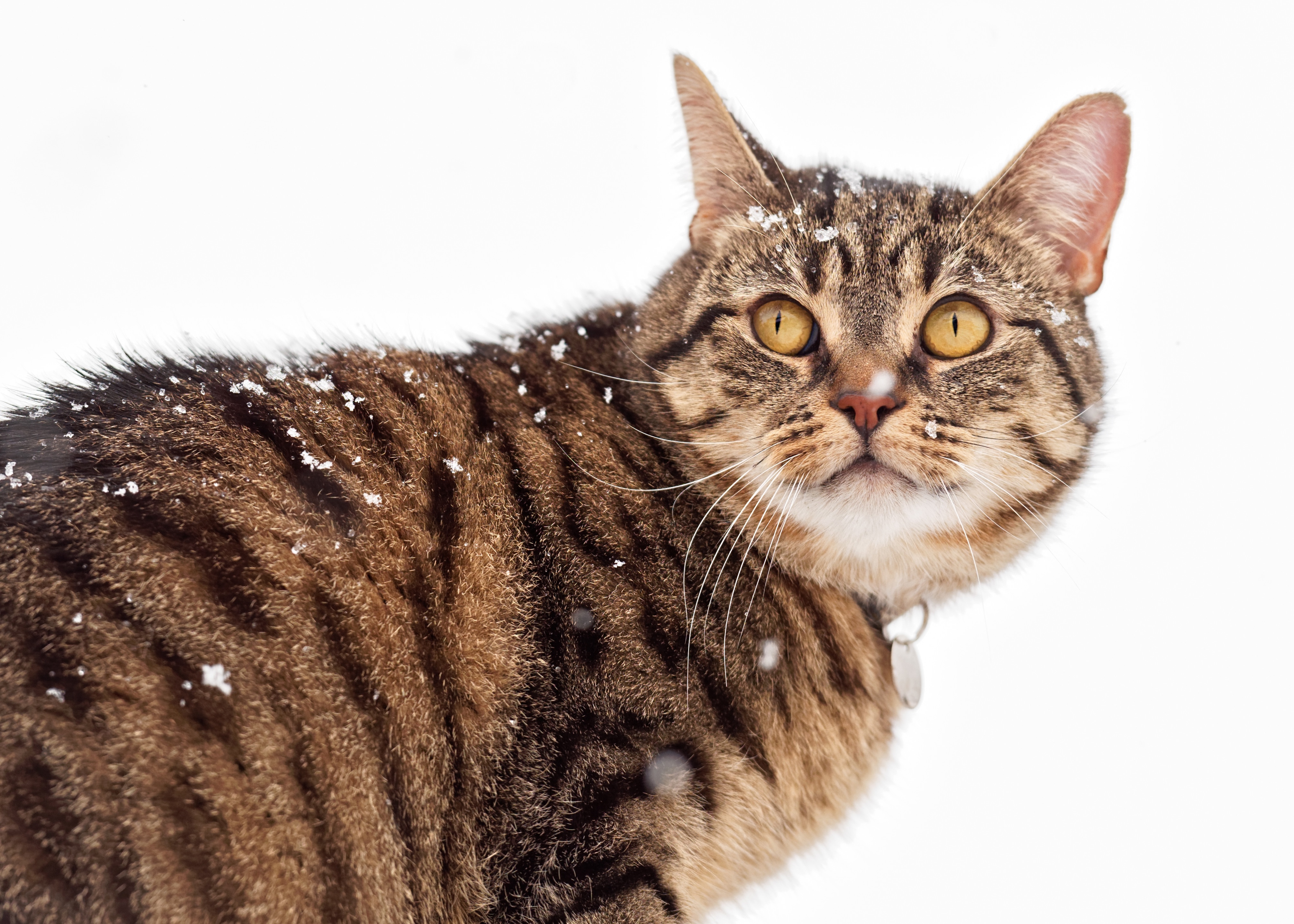 Завантажити шпалери безкоштовно Кішка, Коти, Тварина картинка на робочий стіл ПК